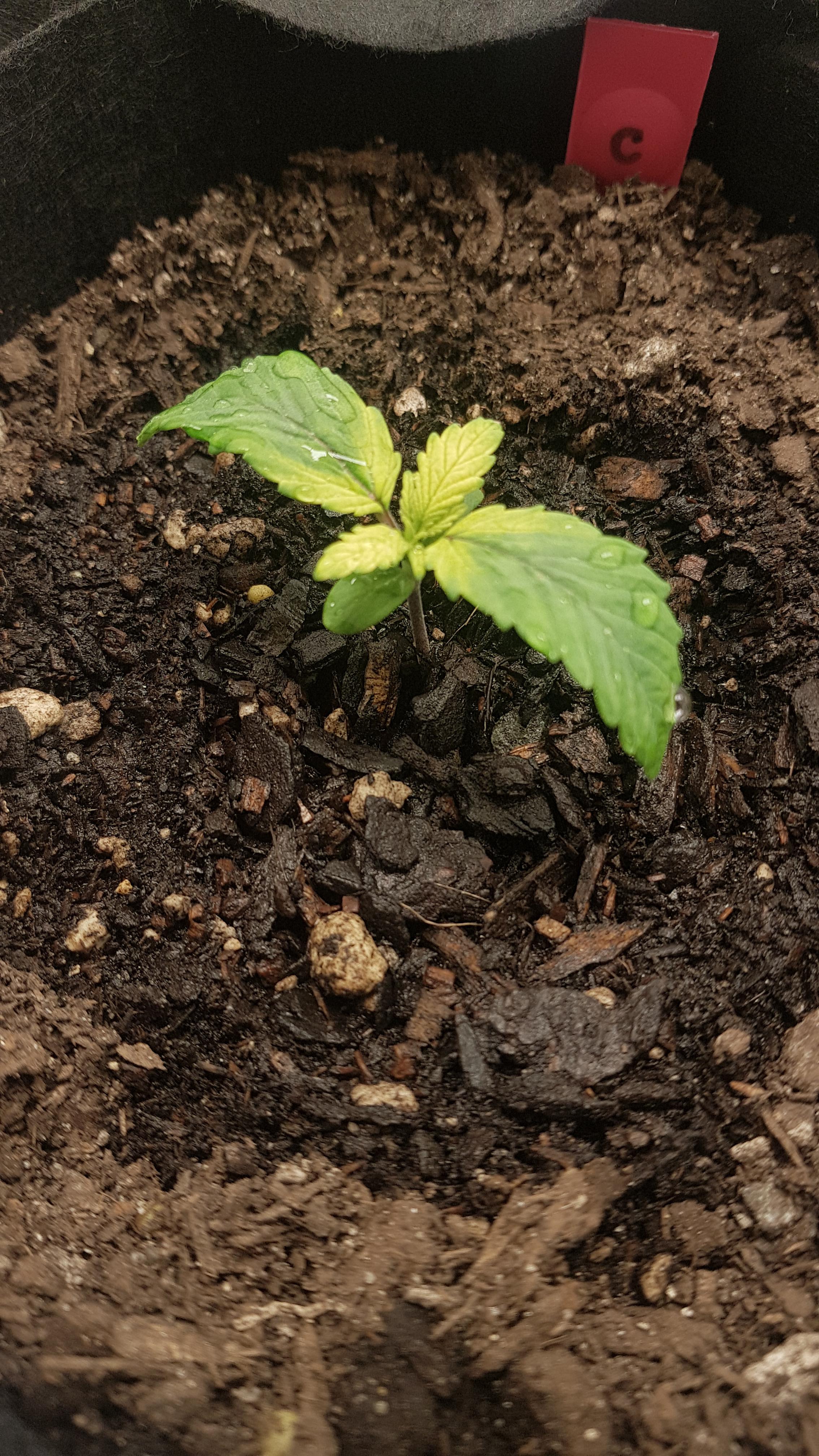 Yellowing on new growth (10 day old seedling). Hot soil nute burn