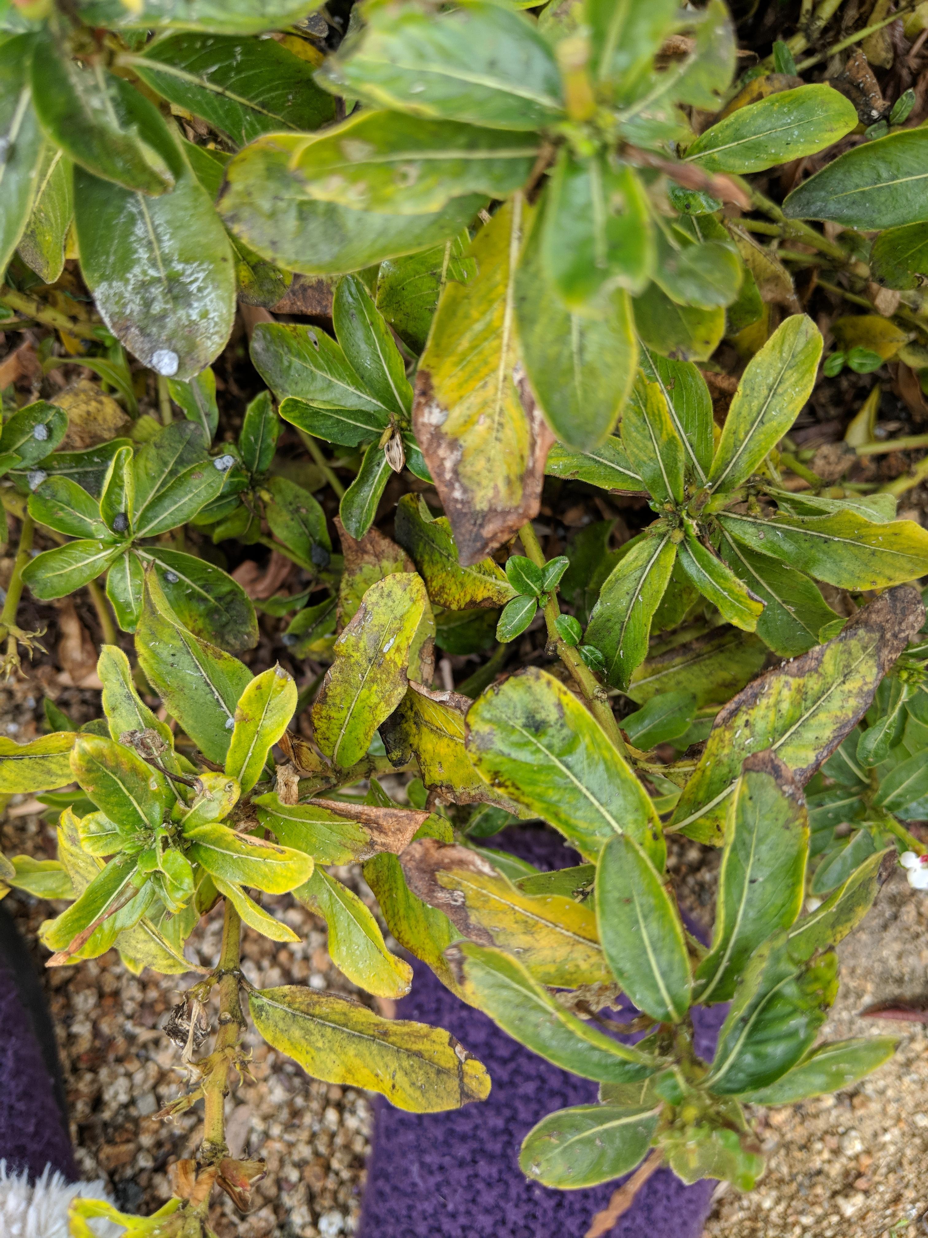 Impatiens/Vinca Fungus Treatment? I have about 6 plants that all look like this, what should i