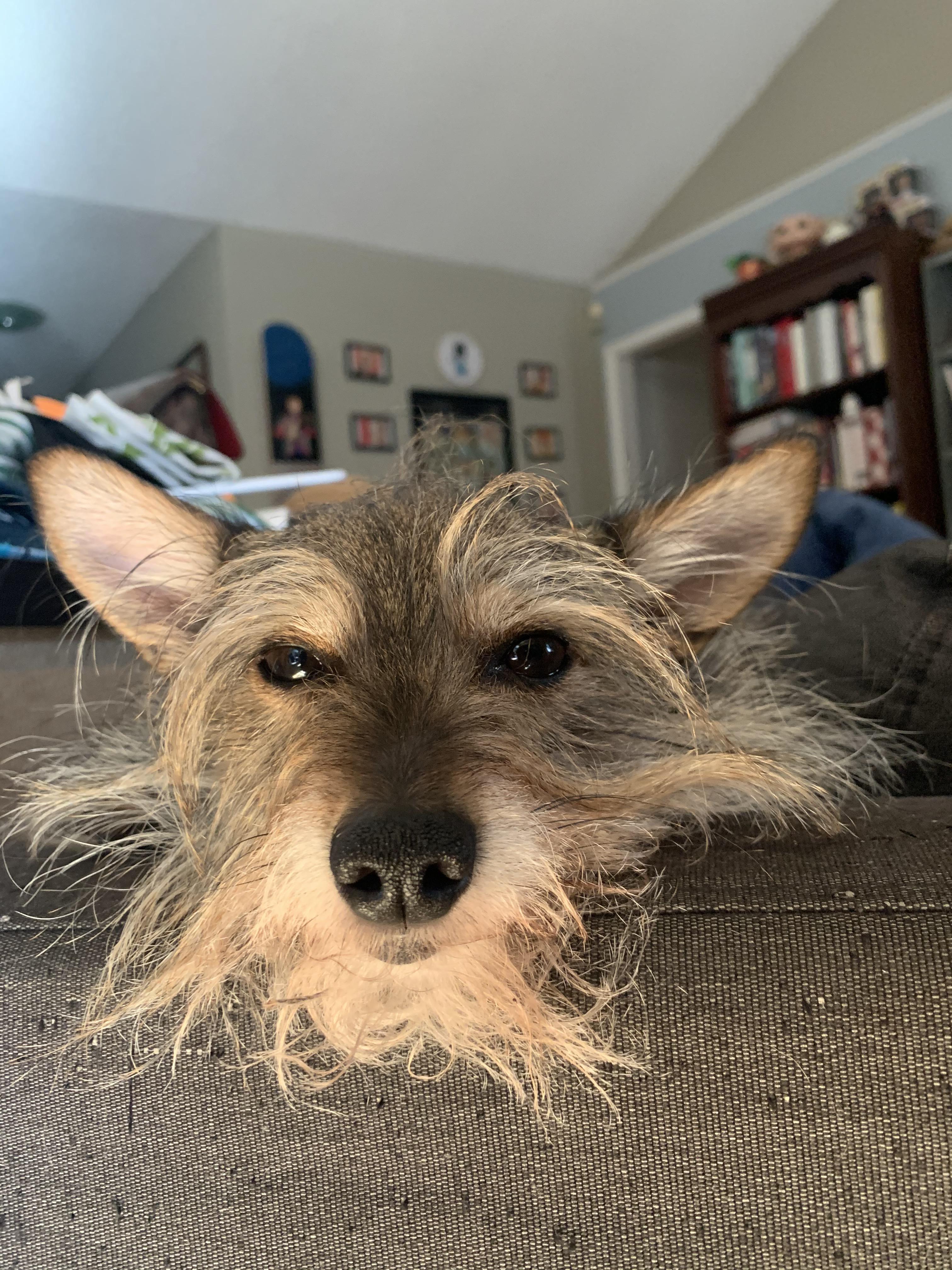 My dog looks like splinter r/TMNT