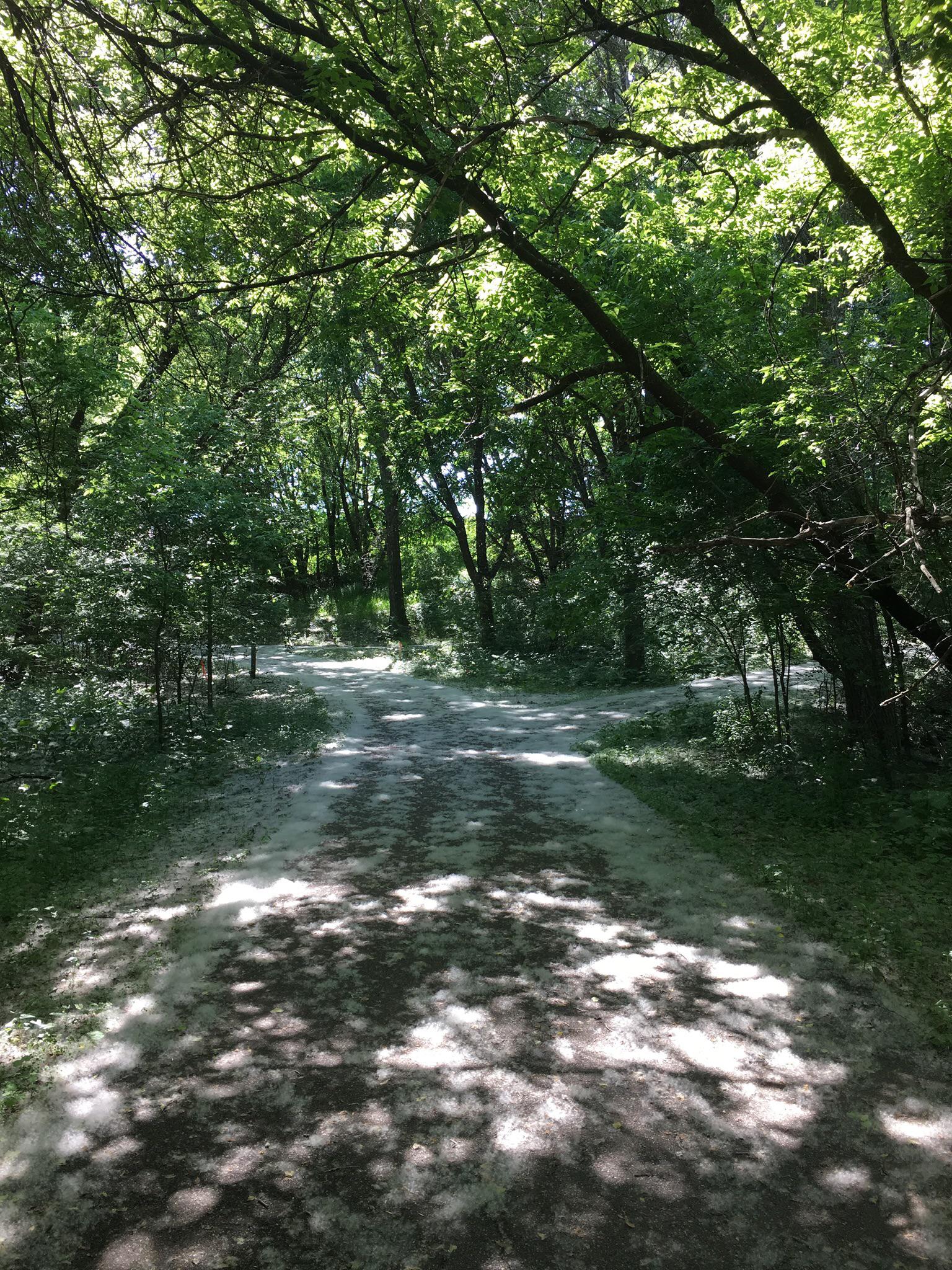 Cottonwood snow r/minnesota