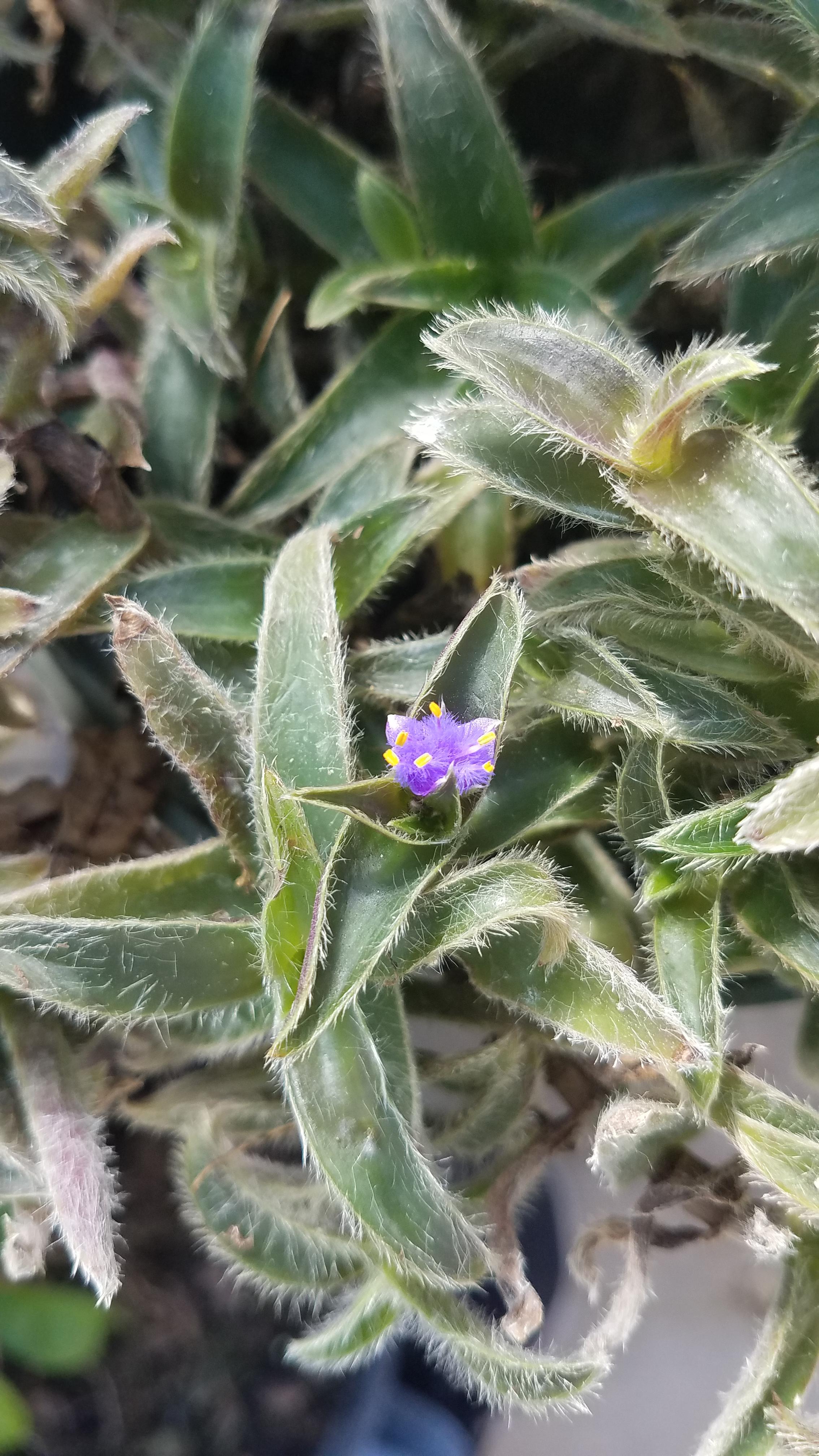 My Fuzzy Kitten Ears has the cutest little bloom r/succulents