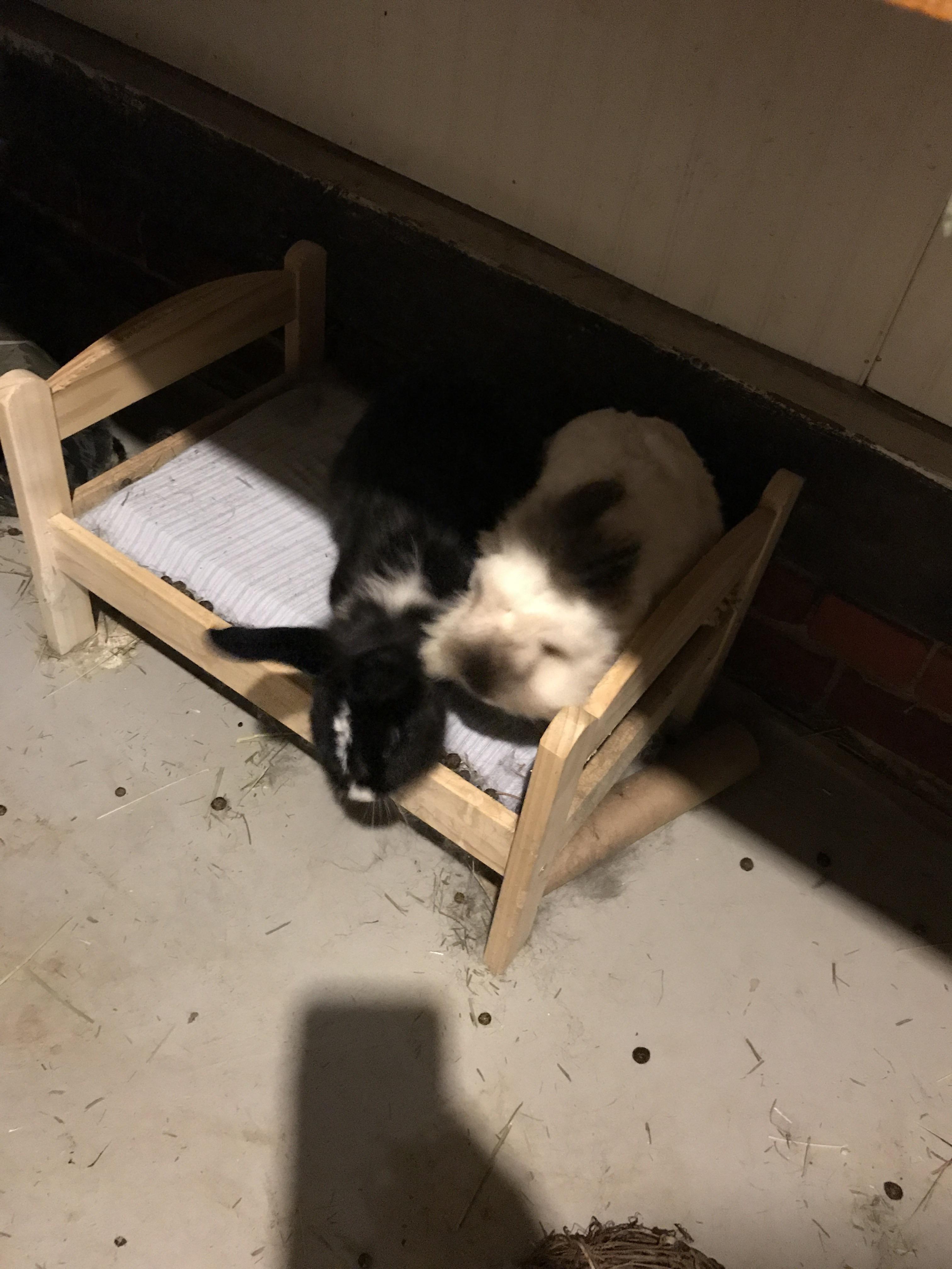 Bed bunnies. Every time they hear the food coming they wait for it