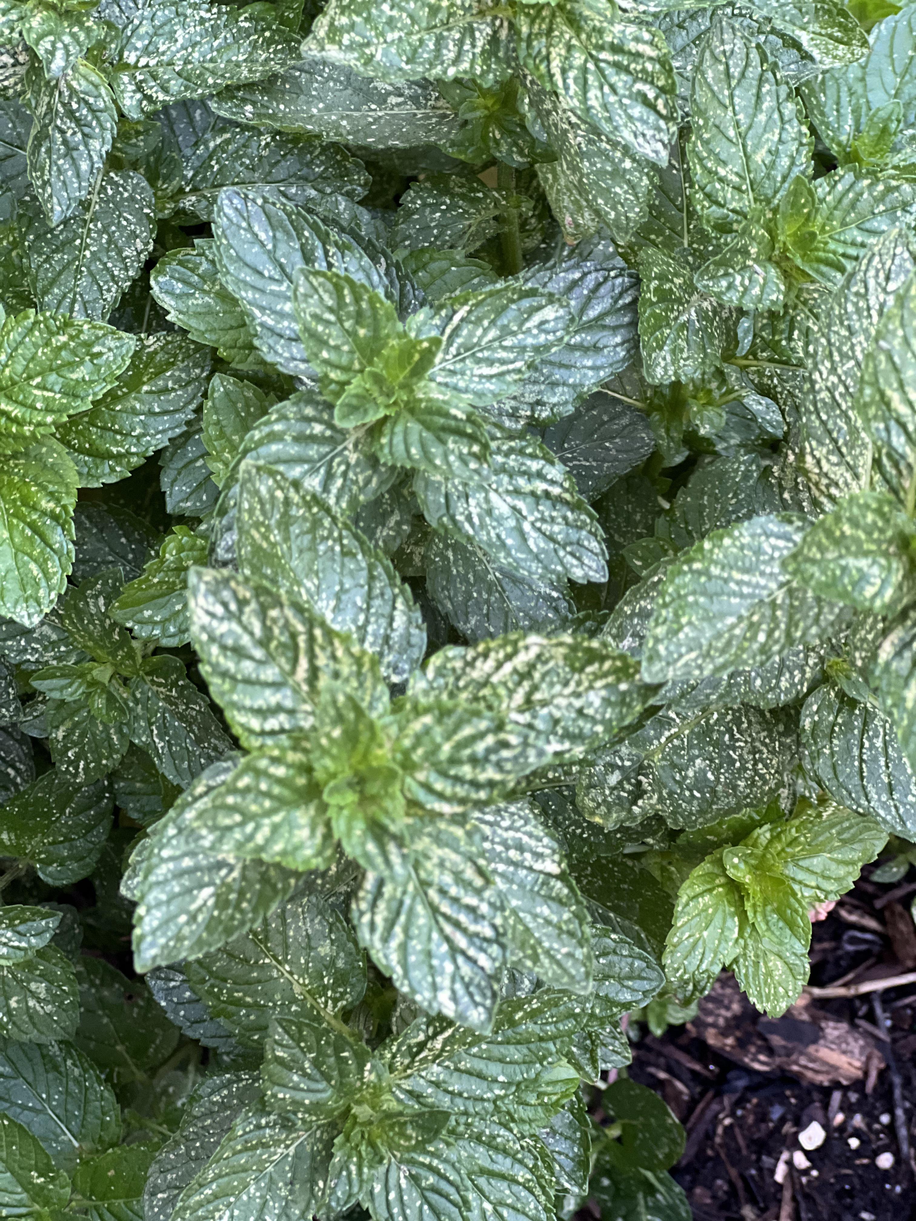 My mint leaves are covered with a white substance or growth of some