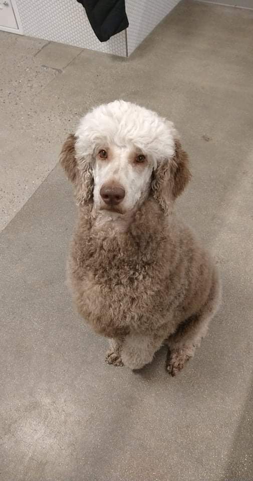 Example of poodle fading gene, she was dark brown last summer, went