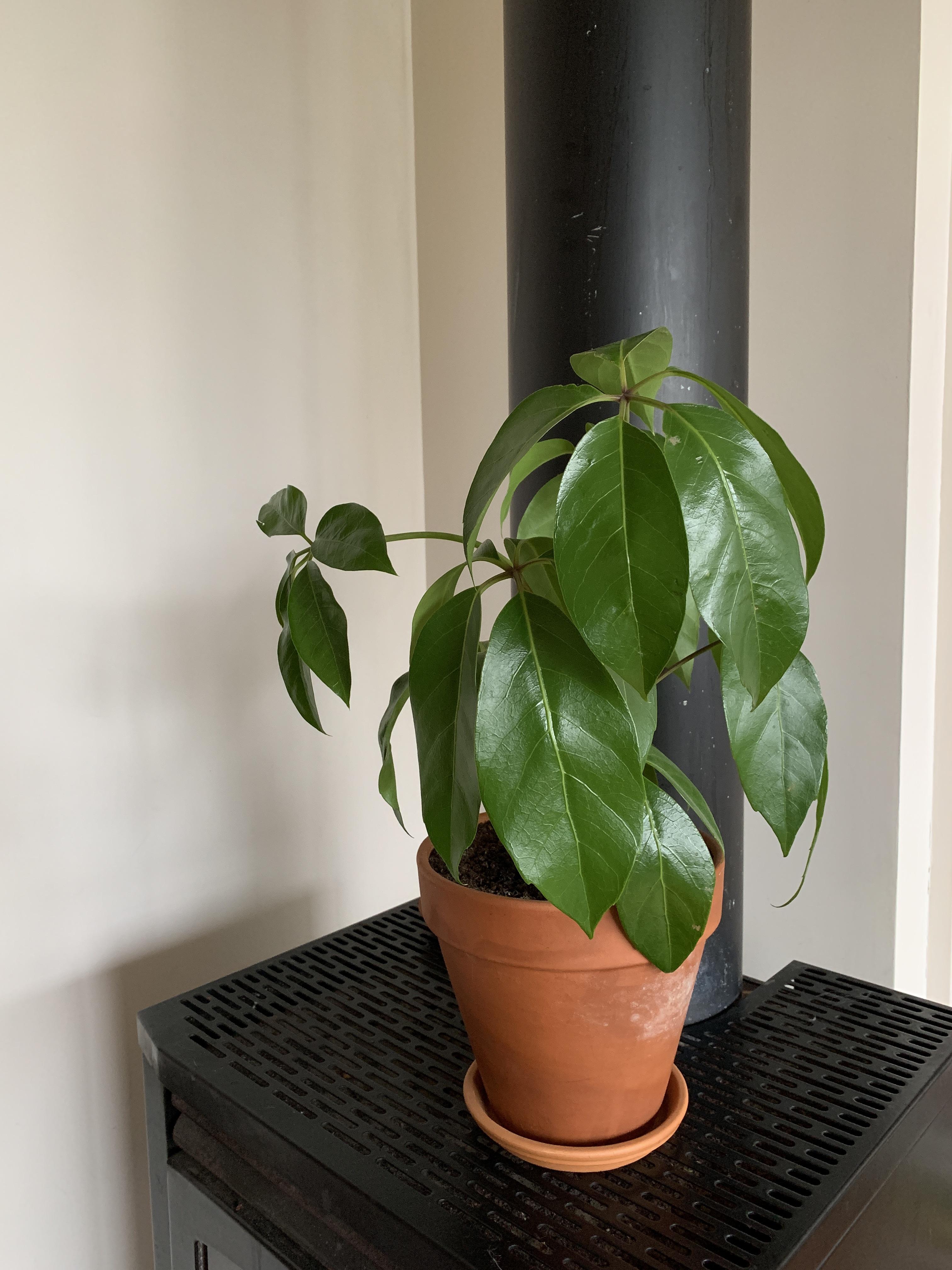 Please help me save this umbrella plant! 🙁 r/plantclinic