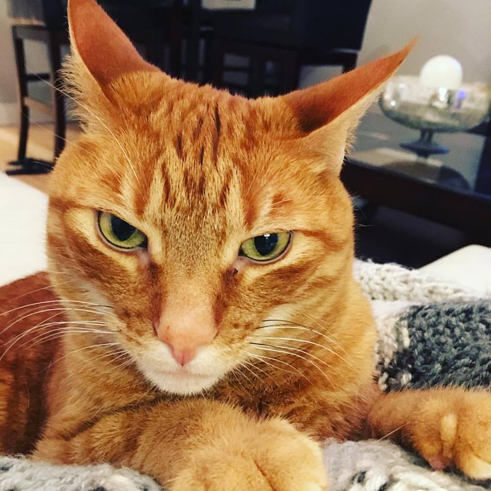 Evil Cat Costume 15 Hilarious Cats In Costumes Cute Animal Costume