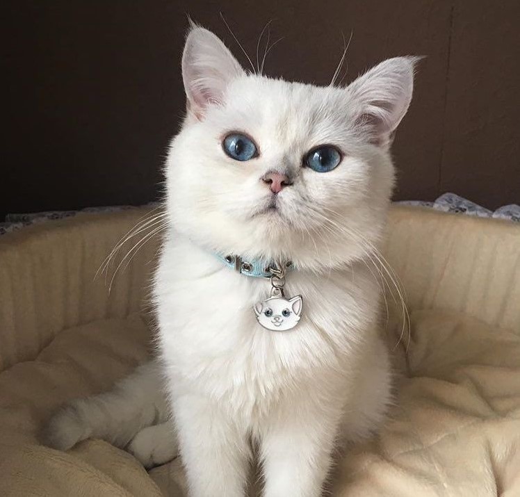 I'm trying to understand why cats are so cute. r/aww