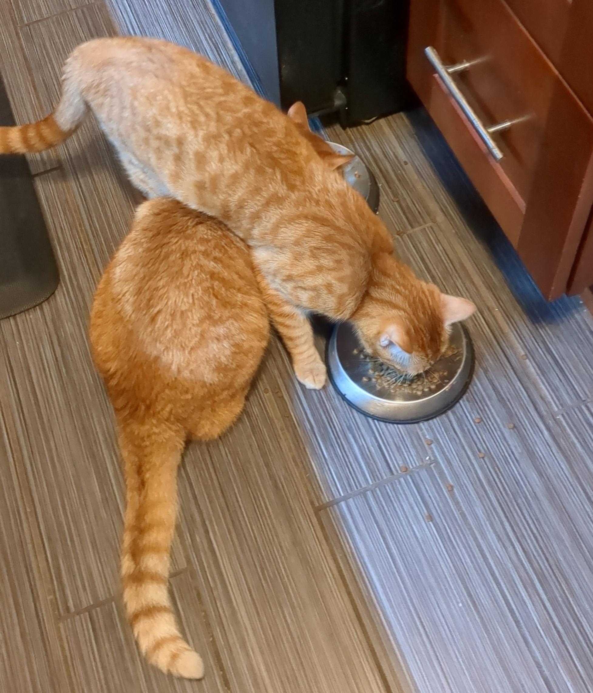 My twin brother and sister cats don't even have one brain cell between