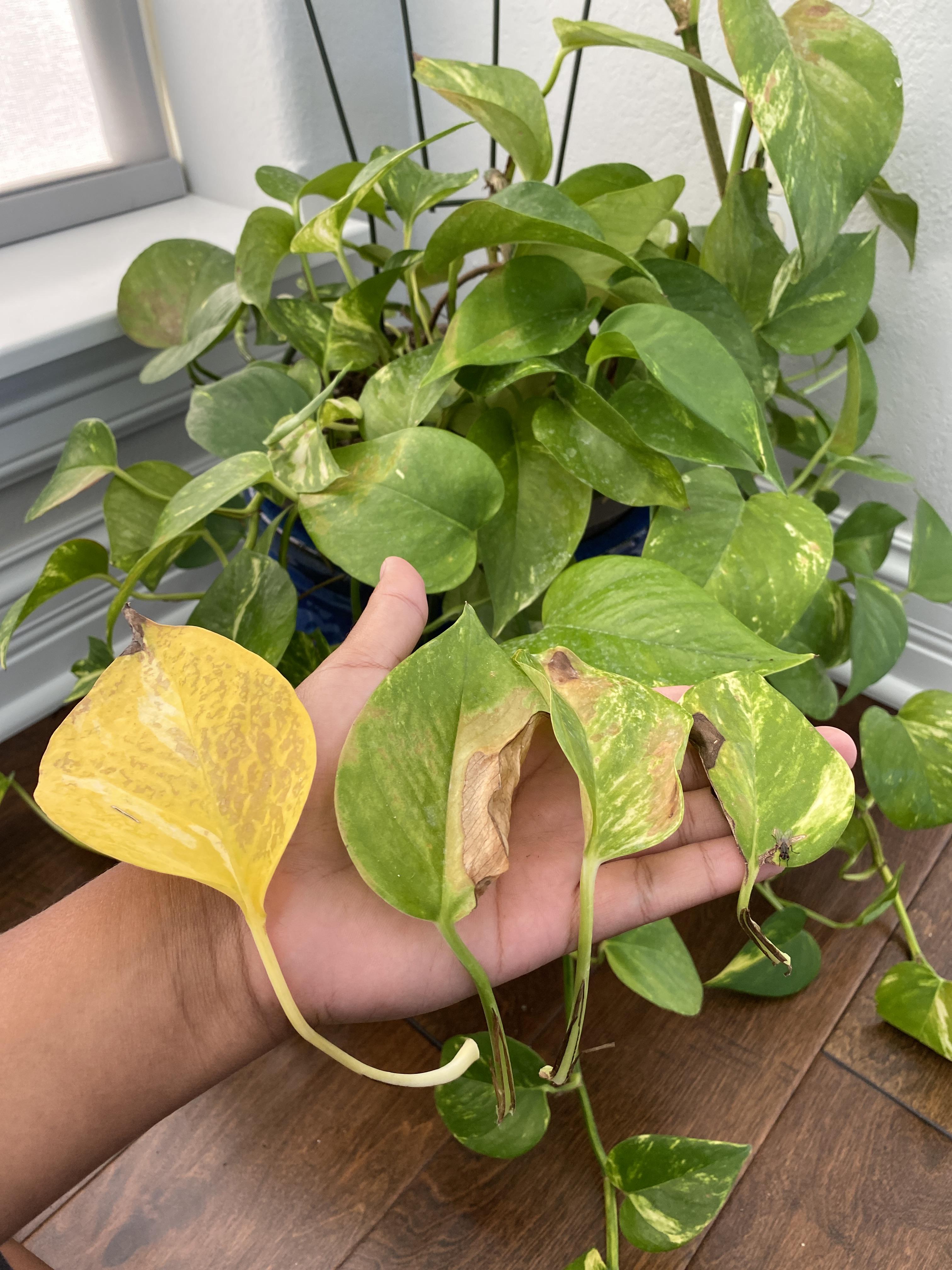 Just trimmed these leaves off of my Pothos. I don’t think he is doing