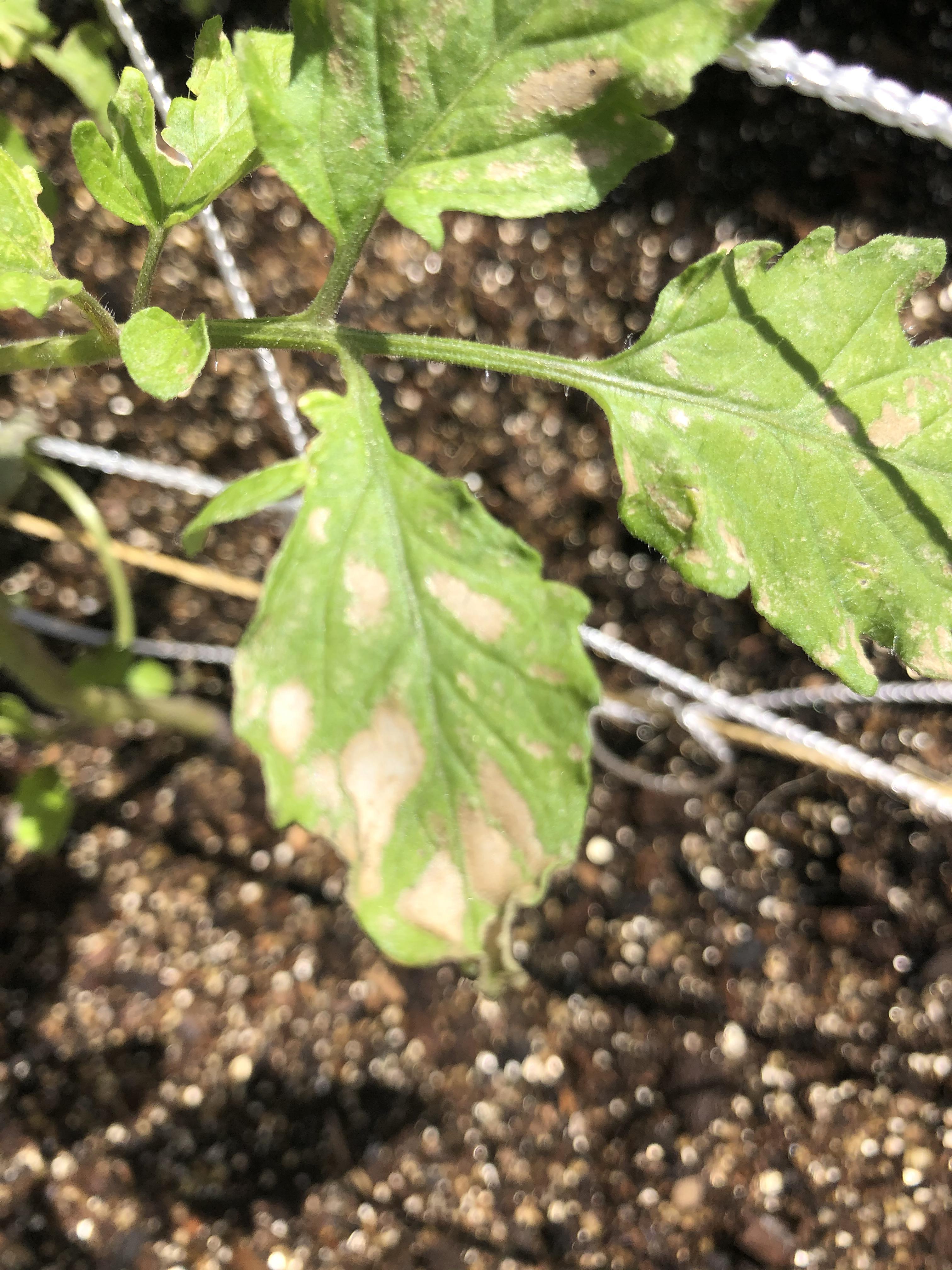 Spots on cherry tomatoes. Hi! Can you guys help ID and fix these spots