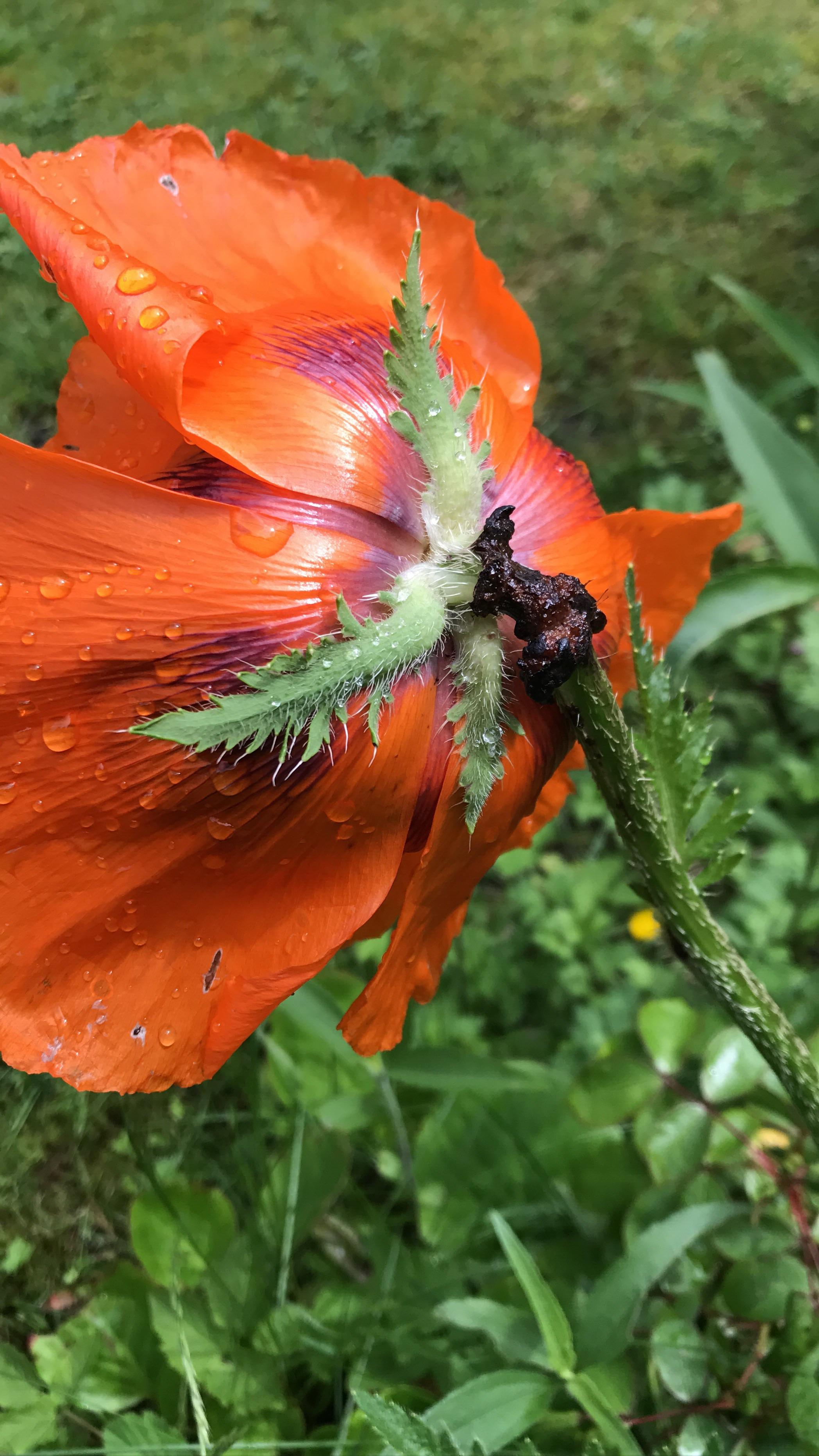 Anybody an idea what happens to my poppies? Thanks for your help! r