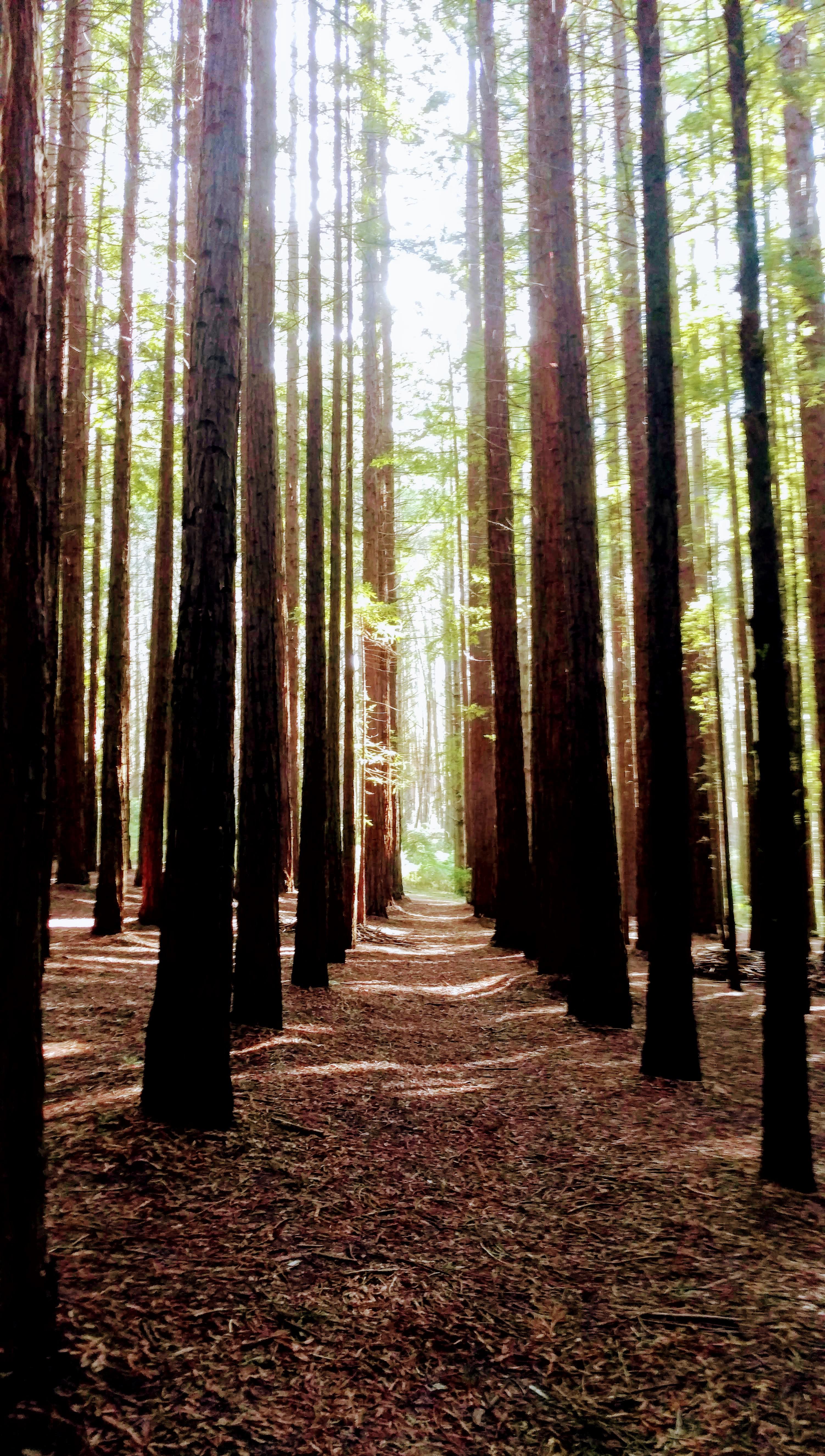 Redwood Forrest just outside Melbourne. Makes a unique day trip