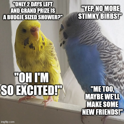 Only 2 days left to compete in the May showers Budgie Party competition