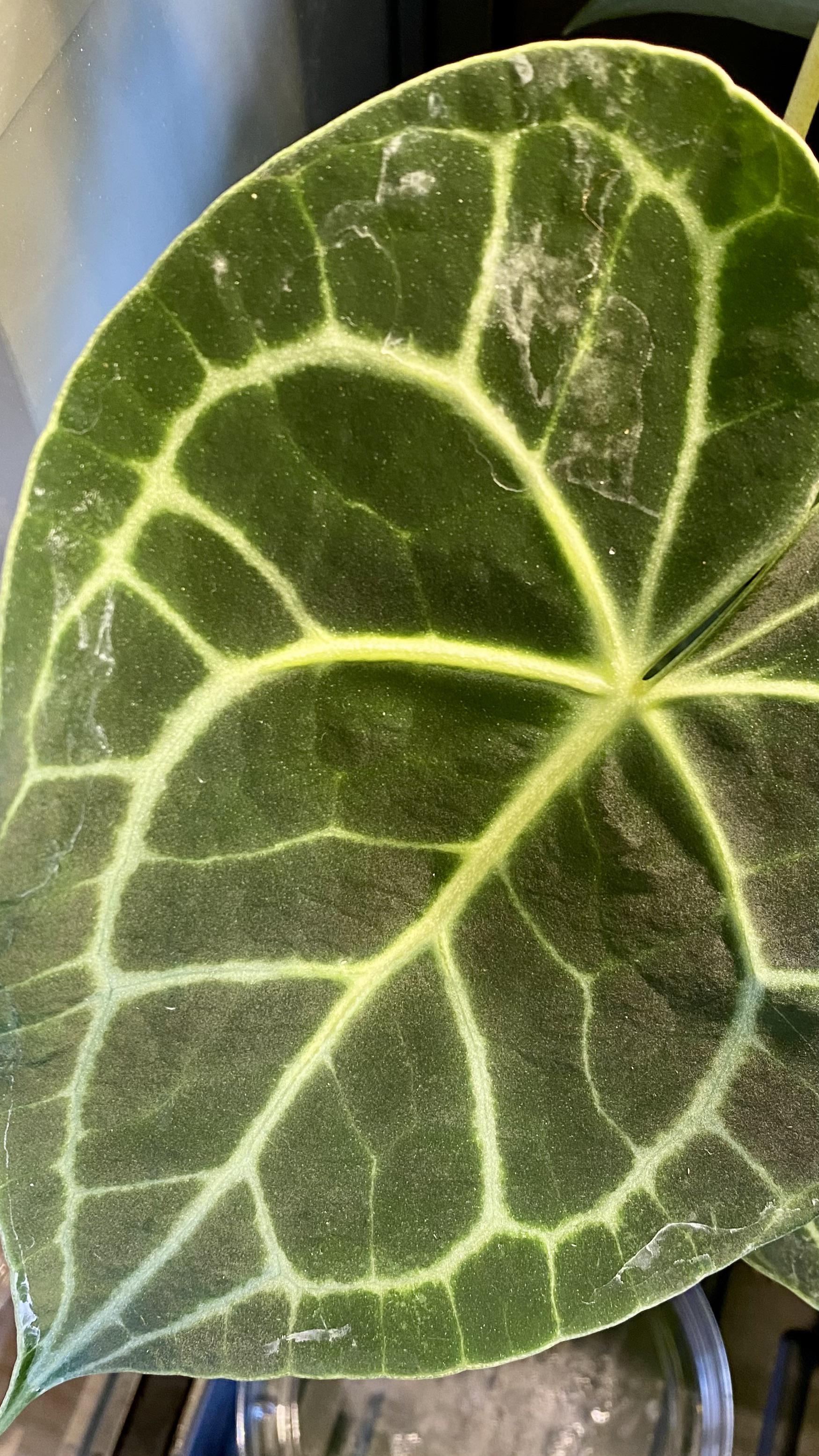 How do you clean the water spots off anthurium leaves without damaging