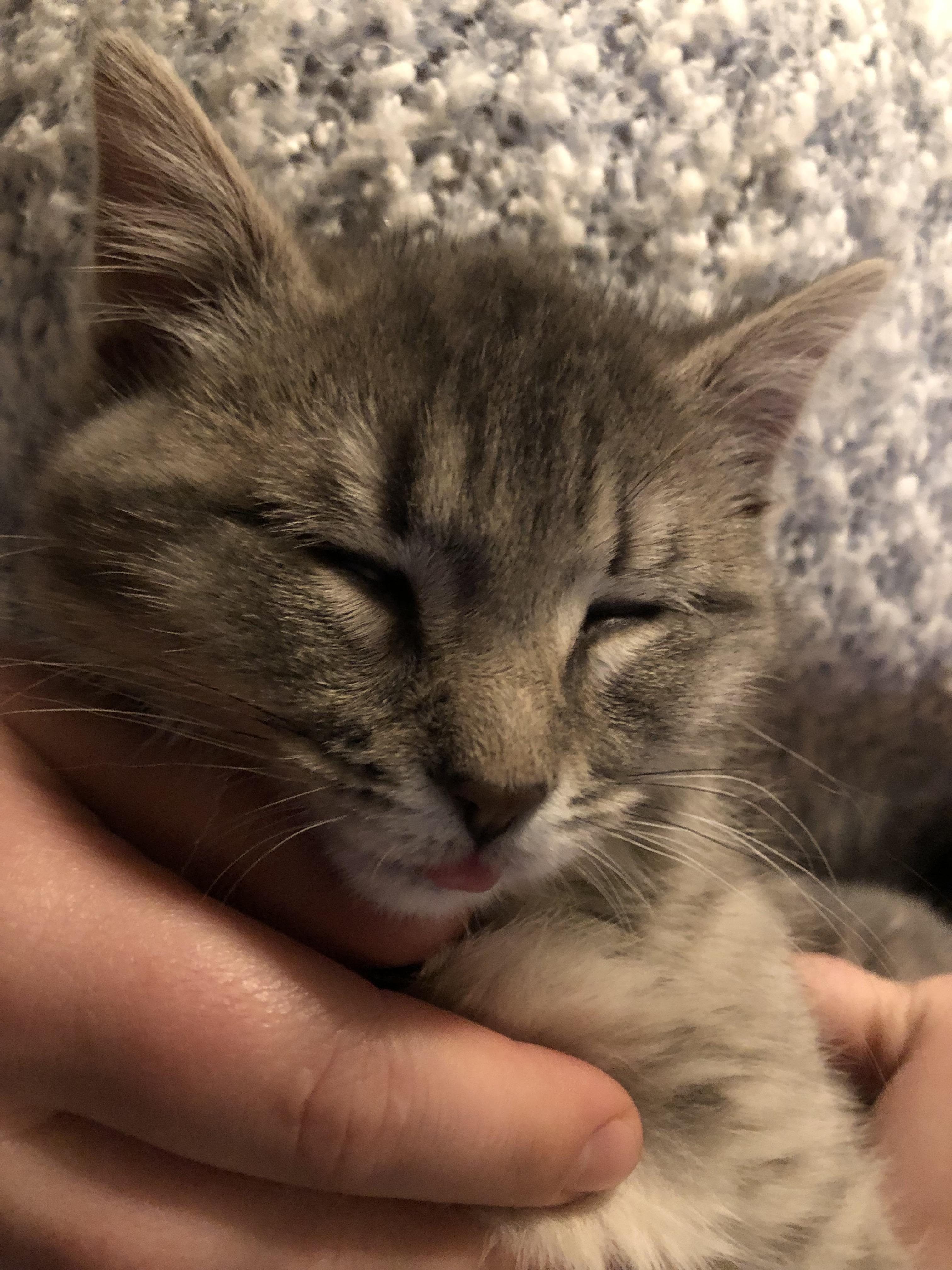 My girlfriend’s 3 month old kitten with the tiniest blep. r/Blep