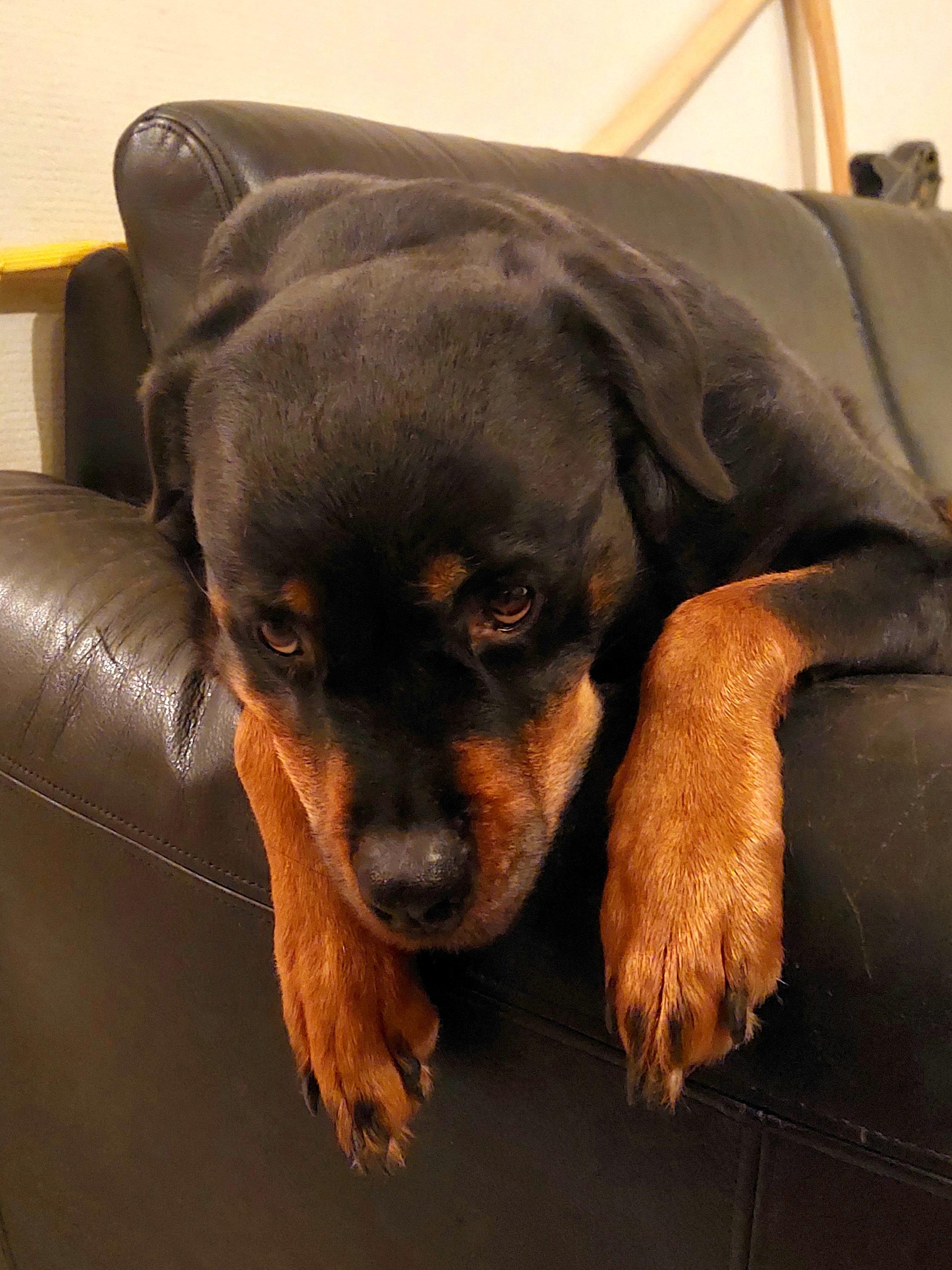 Sad doggo Rottweiler