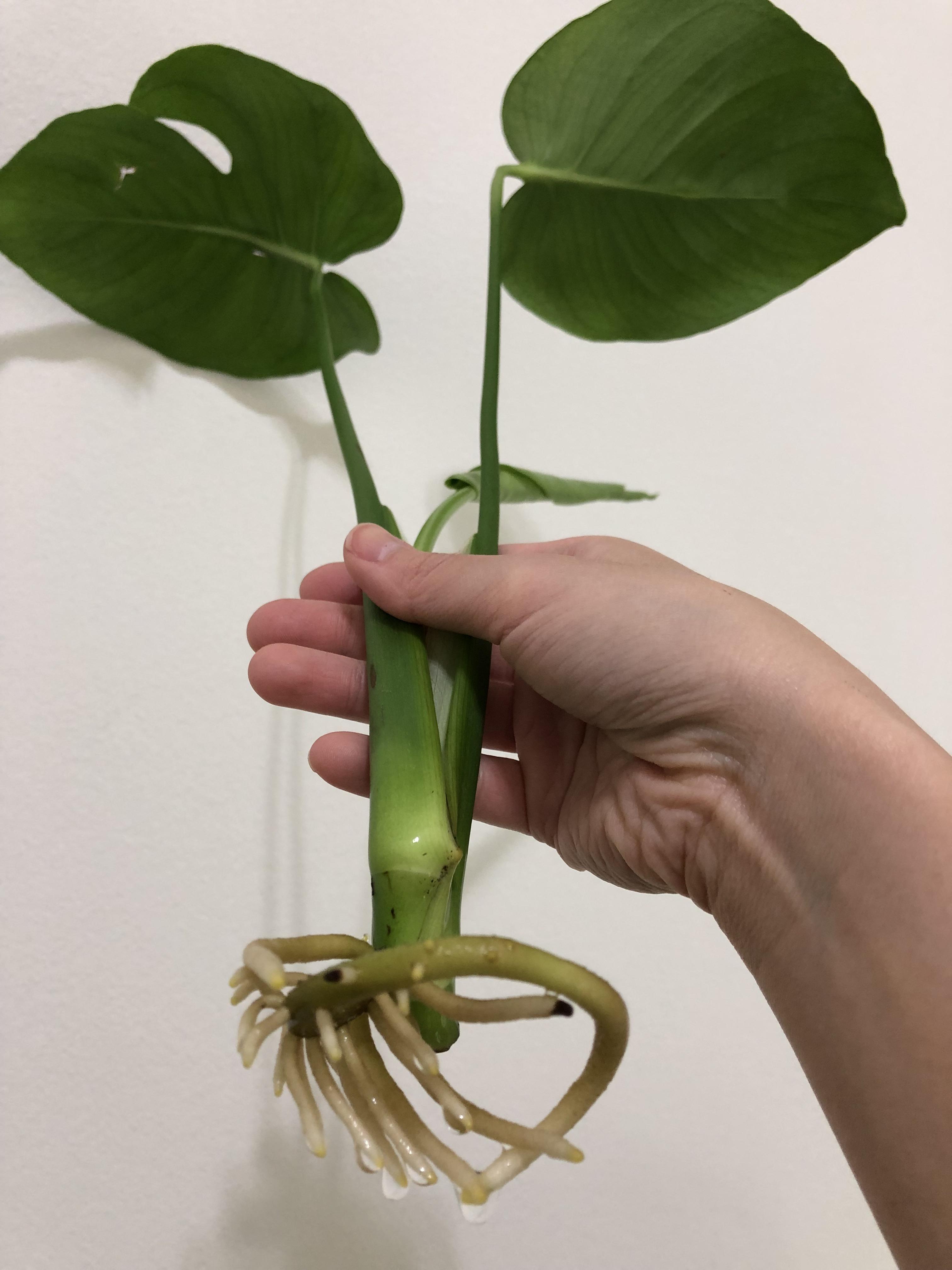Propagating a monstera cutting, is the black tips root rot? Monstera