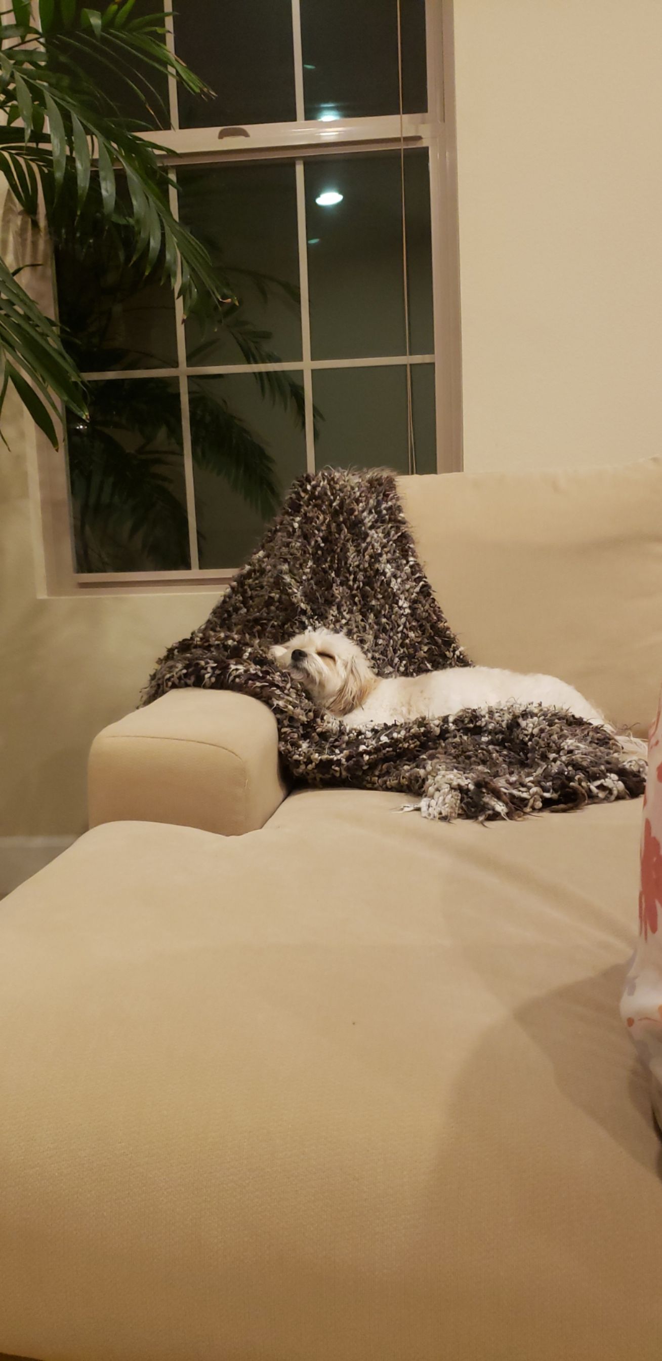 How my dog fell asleep r/aww