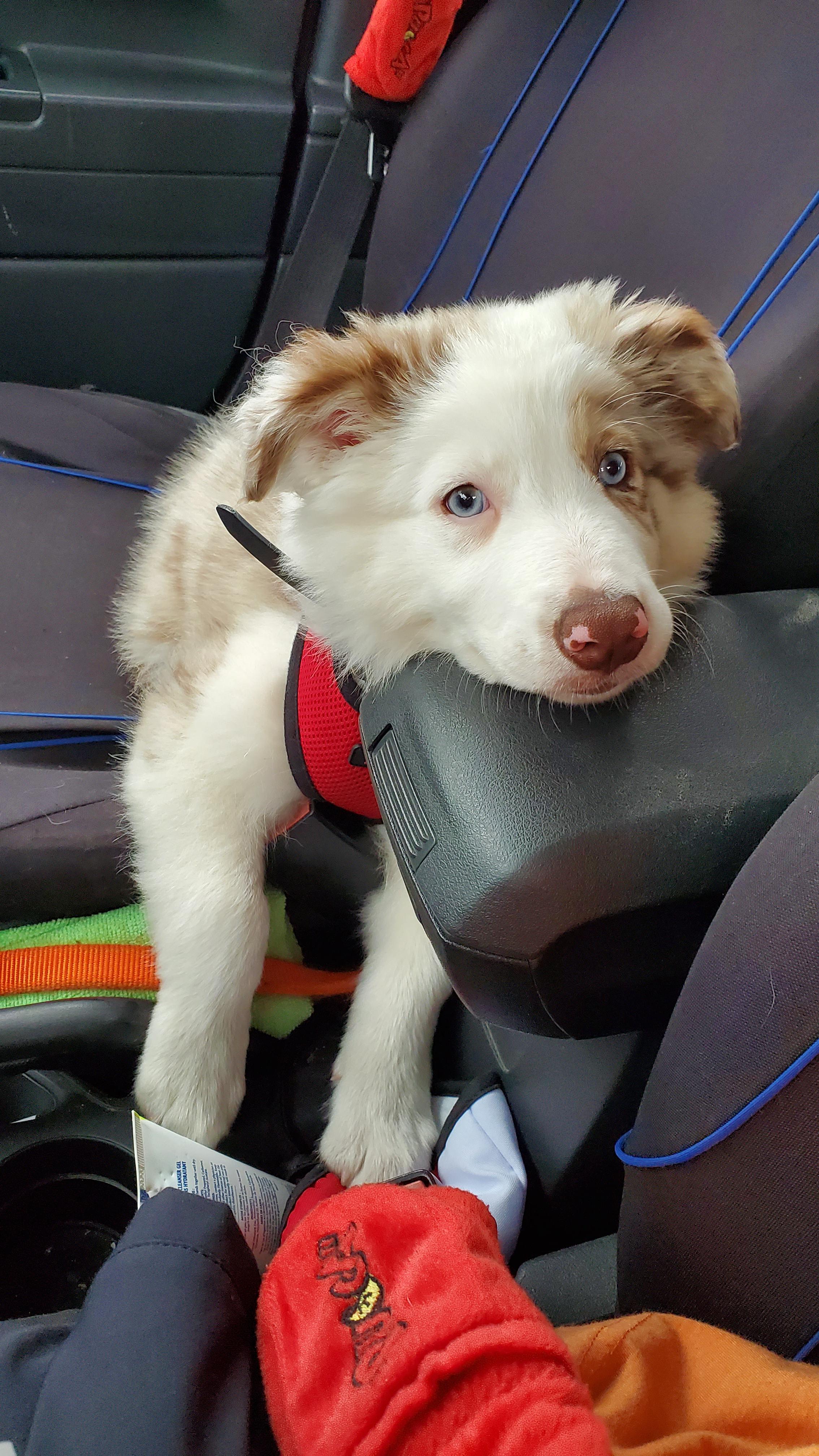 Do Aussie puppies' eye color still changes as they get older? Murphy's
