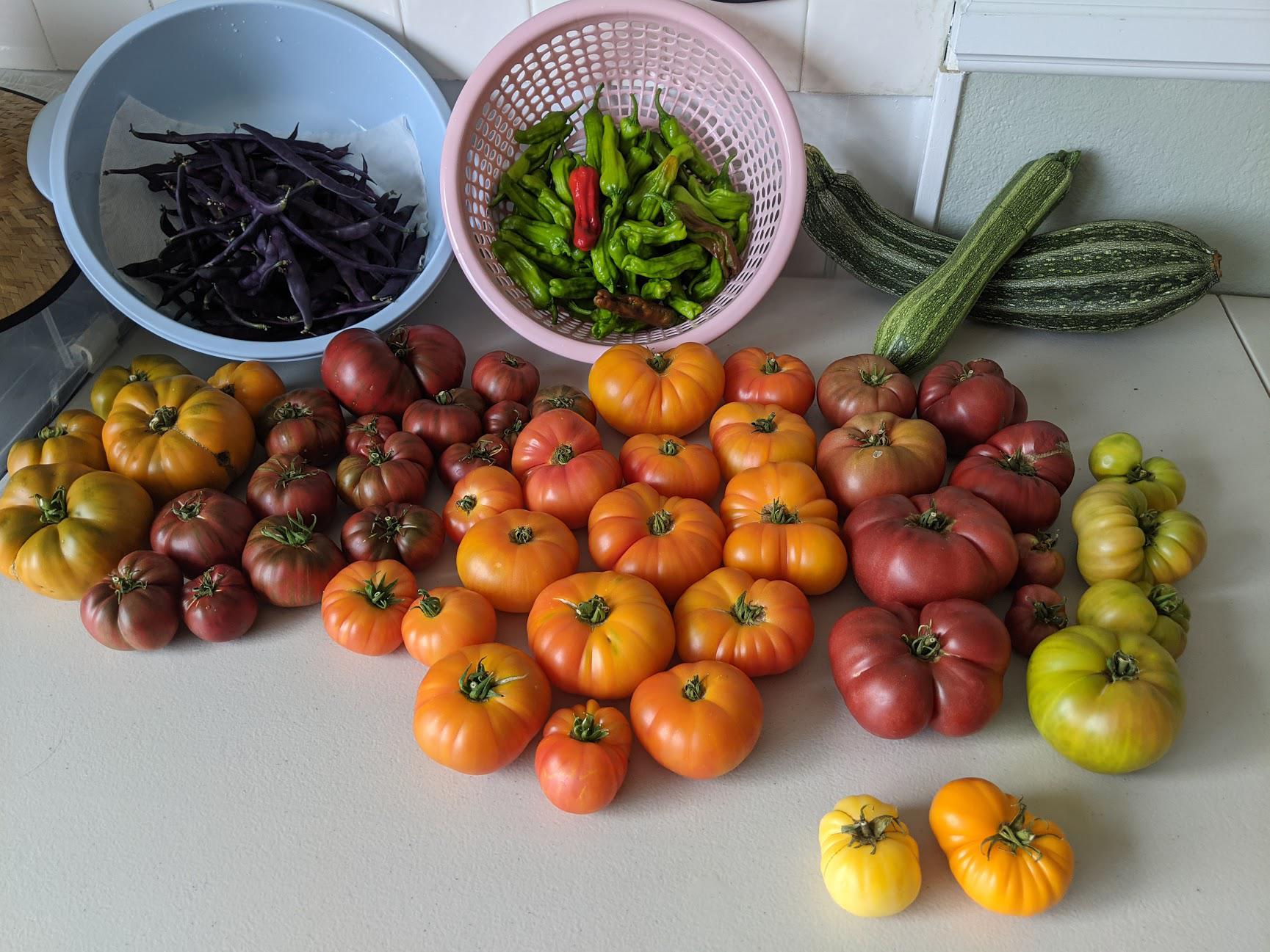 Our Harvest of Dwarf Tomato Project Varieties! r/tomatoes