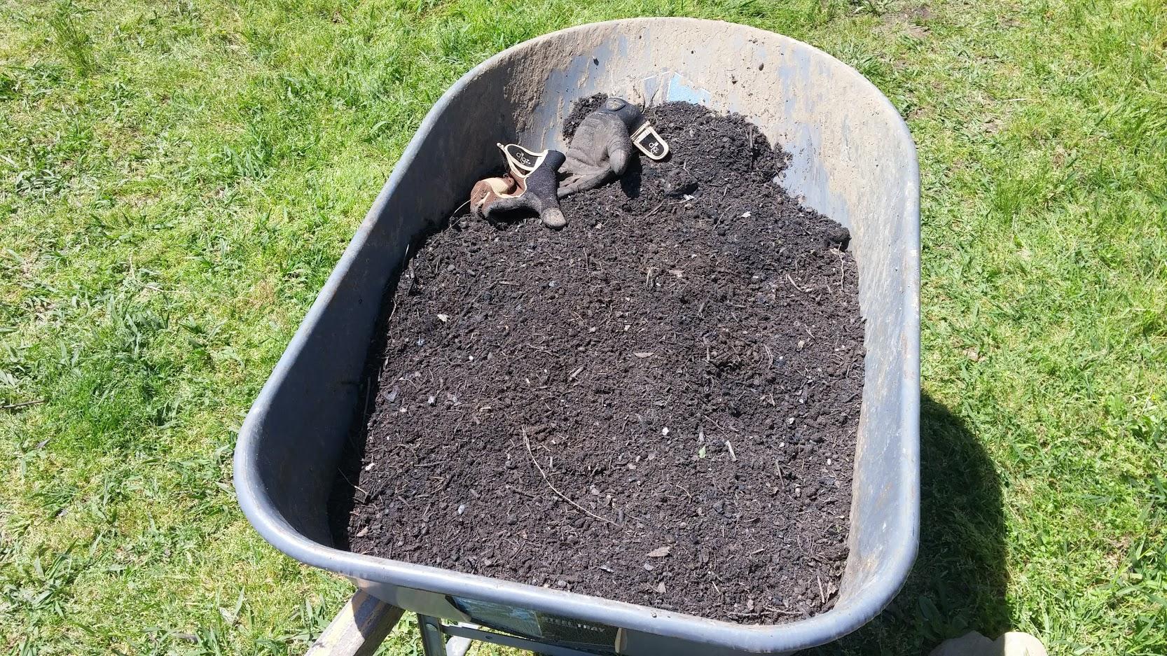 Shifted the compost bin for the first time. I found the biggest worm I