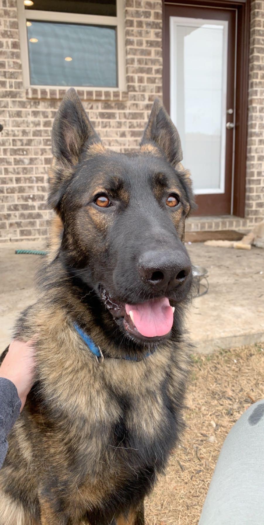 My 1 year old german shepherd ) r/aww