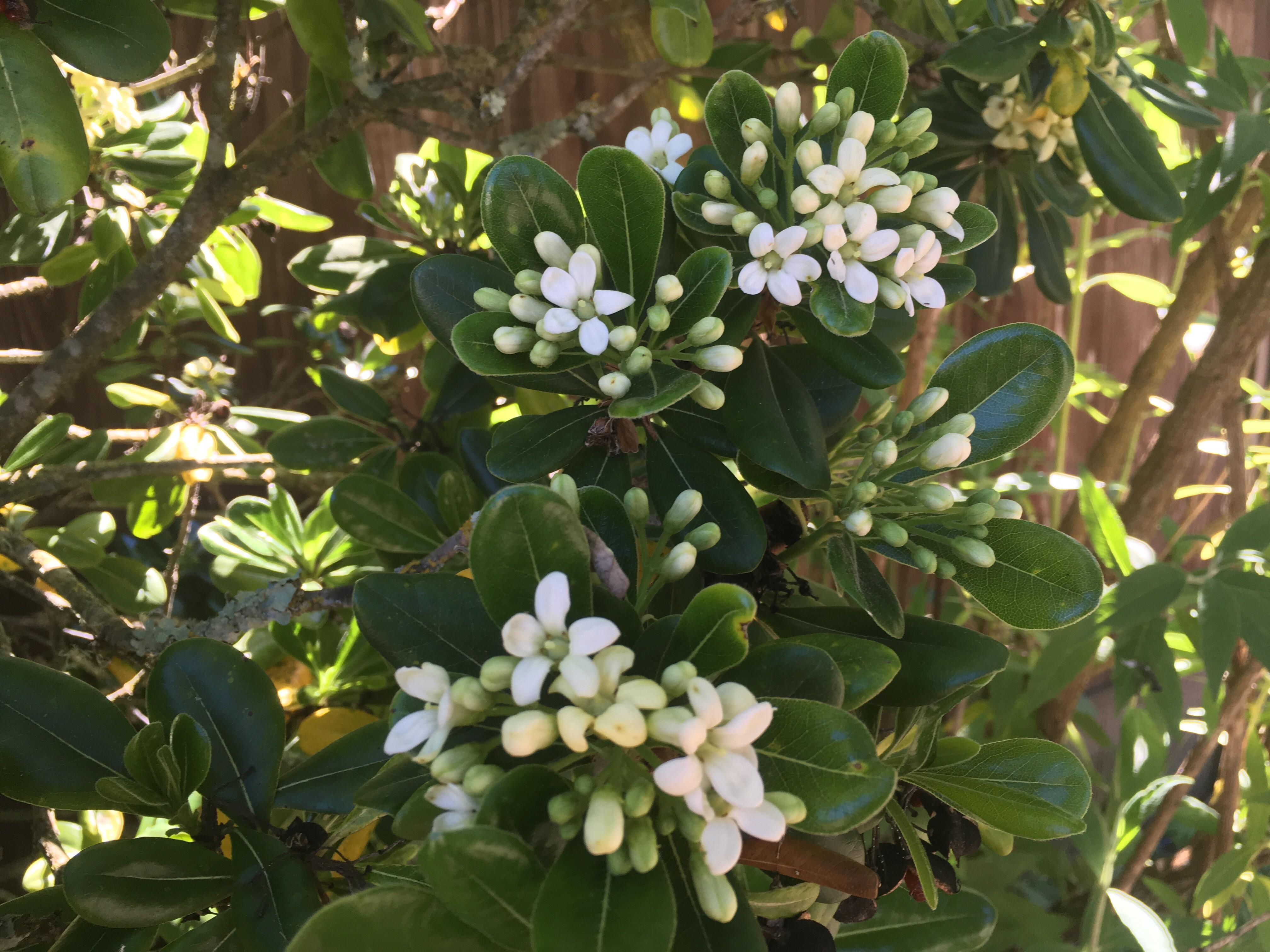 Zone 9b Northern California // Large woody shrub or small multi trunked