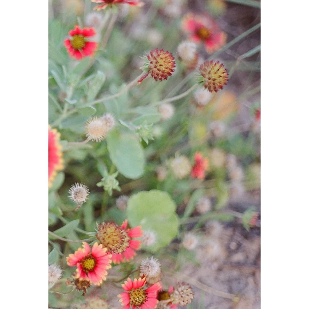 Sand dune flowers. [Canon T50 35mm, Portra 400 ] r/analog
