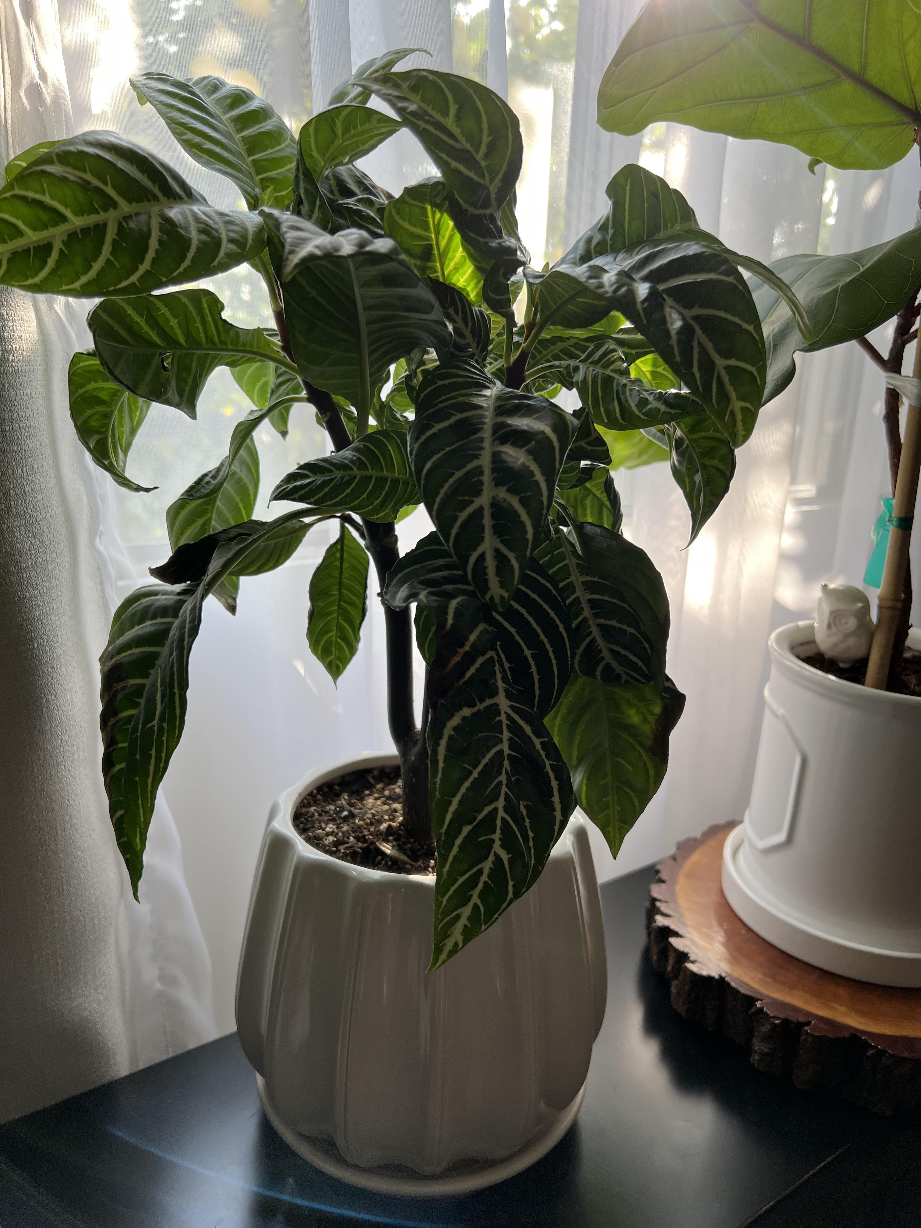 Turns out, soaking plants only works if there is a drainage hole in the