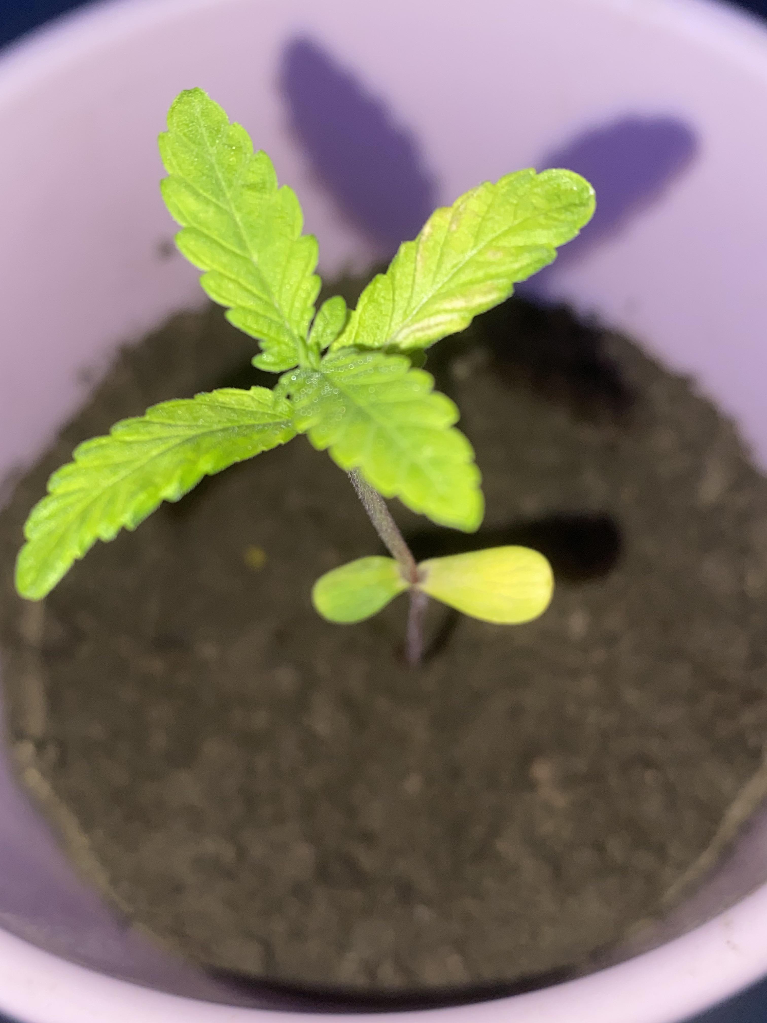 Yellow leaves at really young age (about 30 days) getting consistent light and watering, is my
