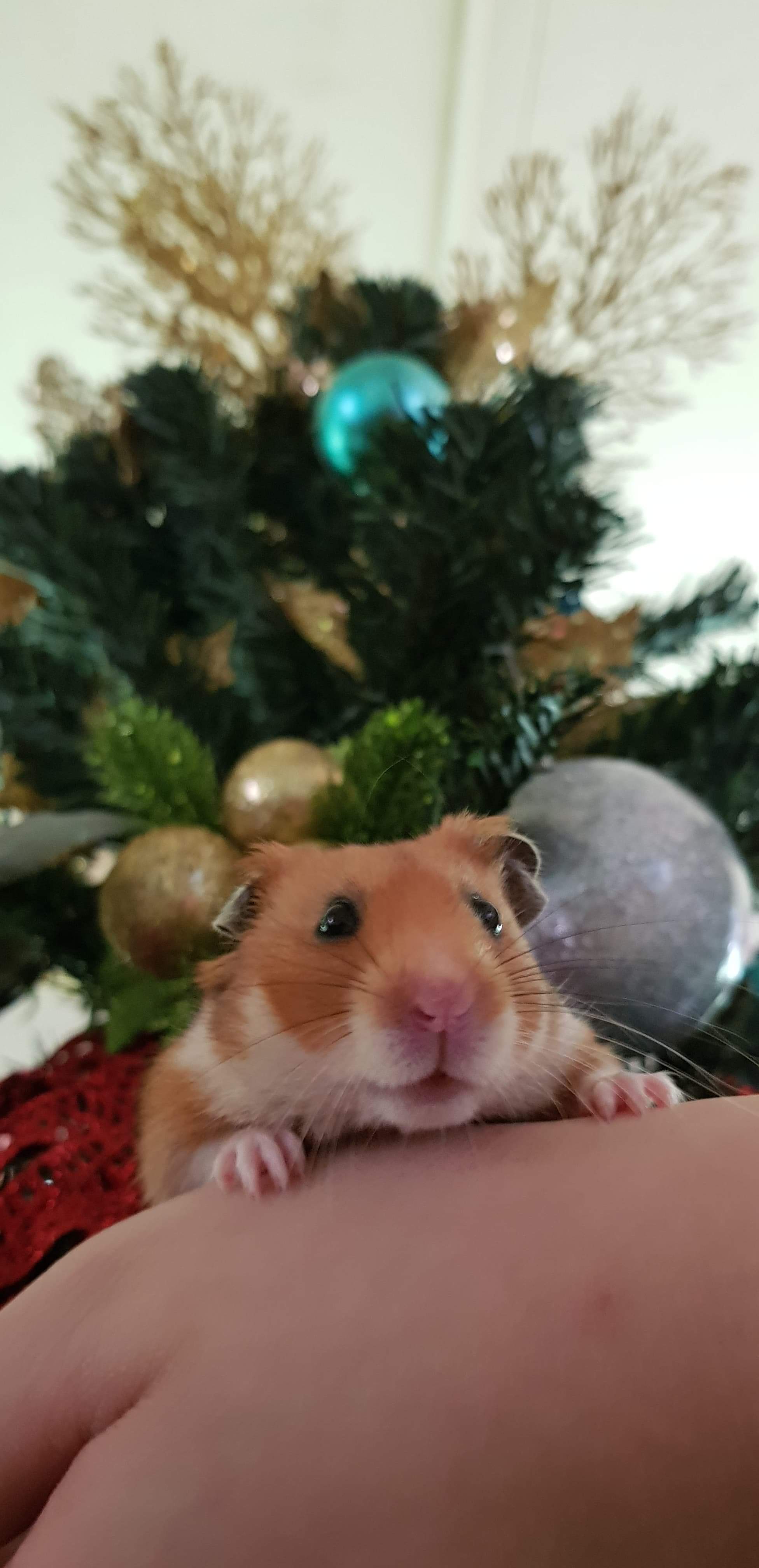 Happy Christmas Hammy The Wonder Hamster Very Hammy Christmas hamsters
