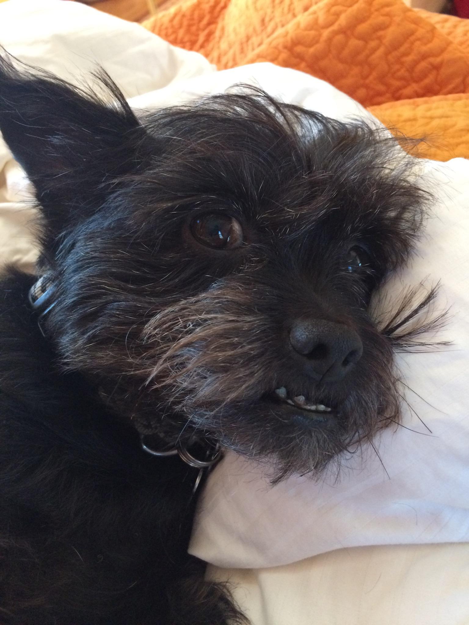 dog toothpaste reddit