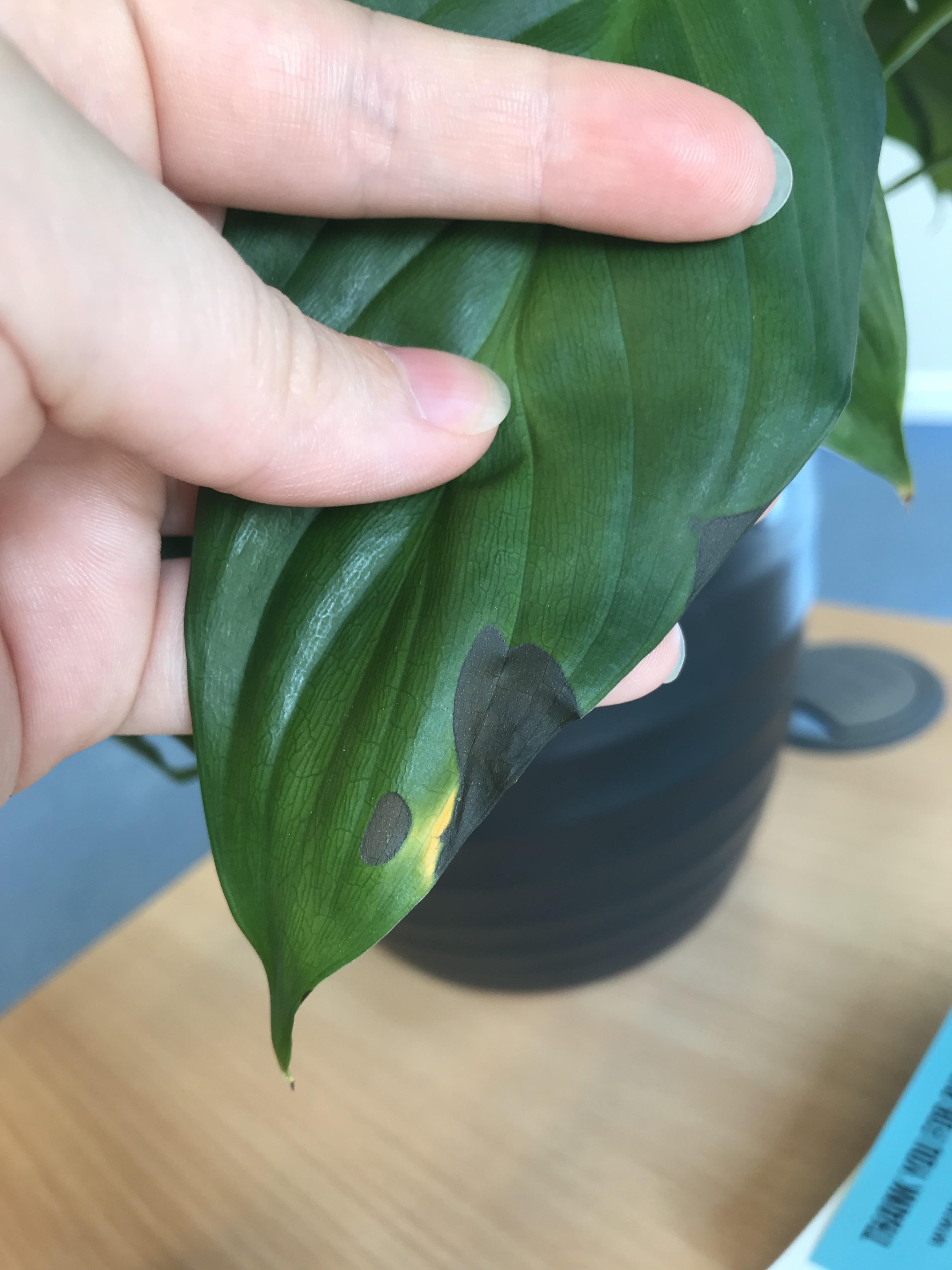 Why are these black spots forming on my Peace Lily’s leaves? Info in