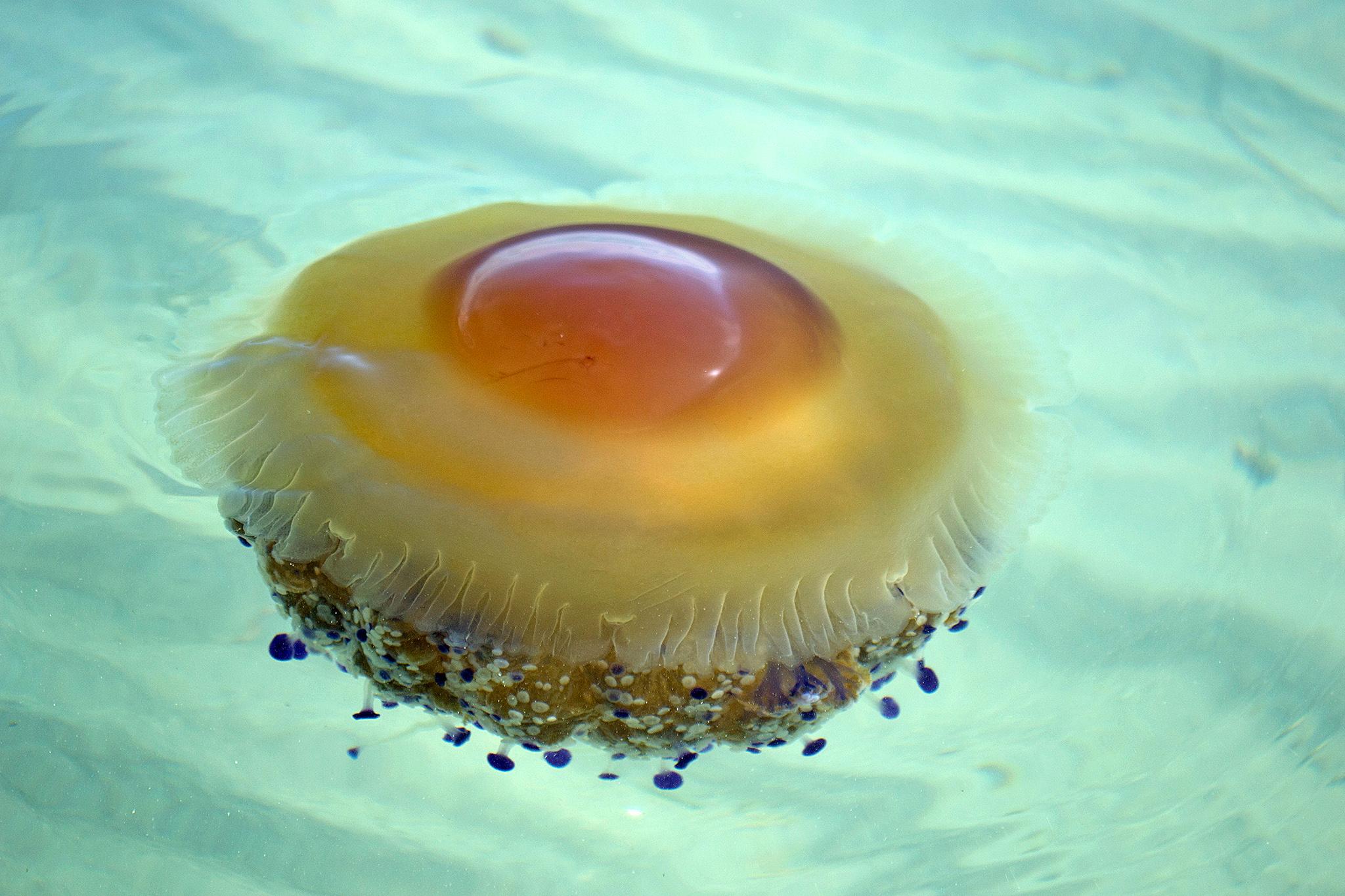 "Fried Egg Jellyfish", the scientific name is Phacellophora