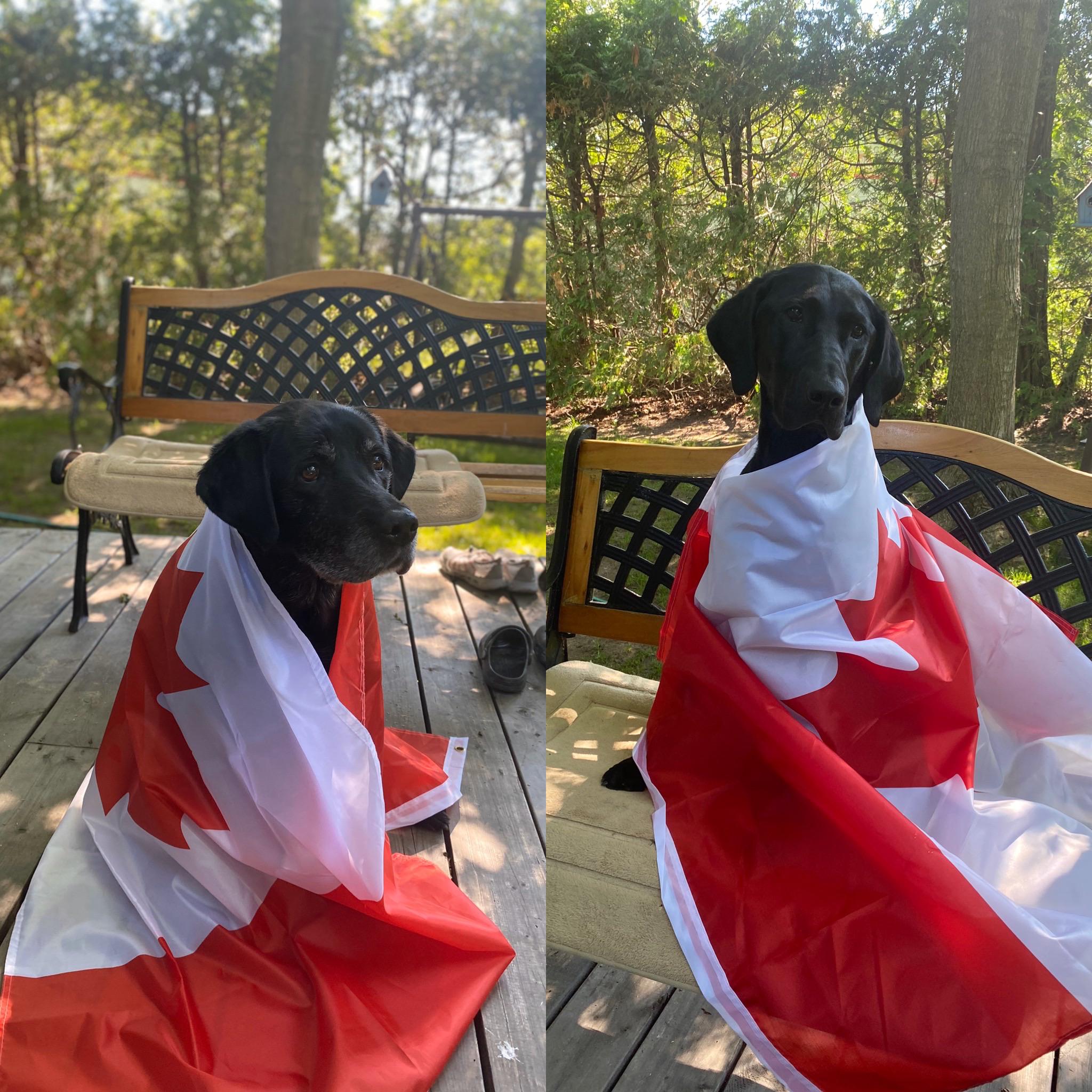 Two Proudly Canadian Black Labs enjoying the cottage in Canada Day r