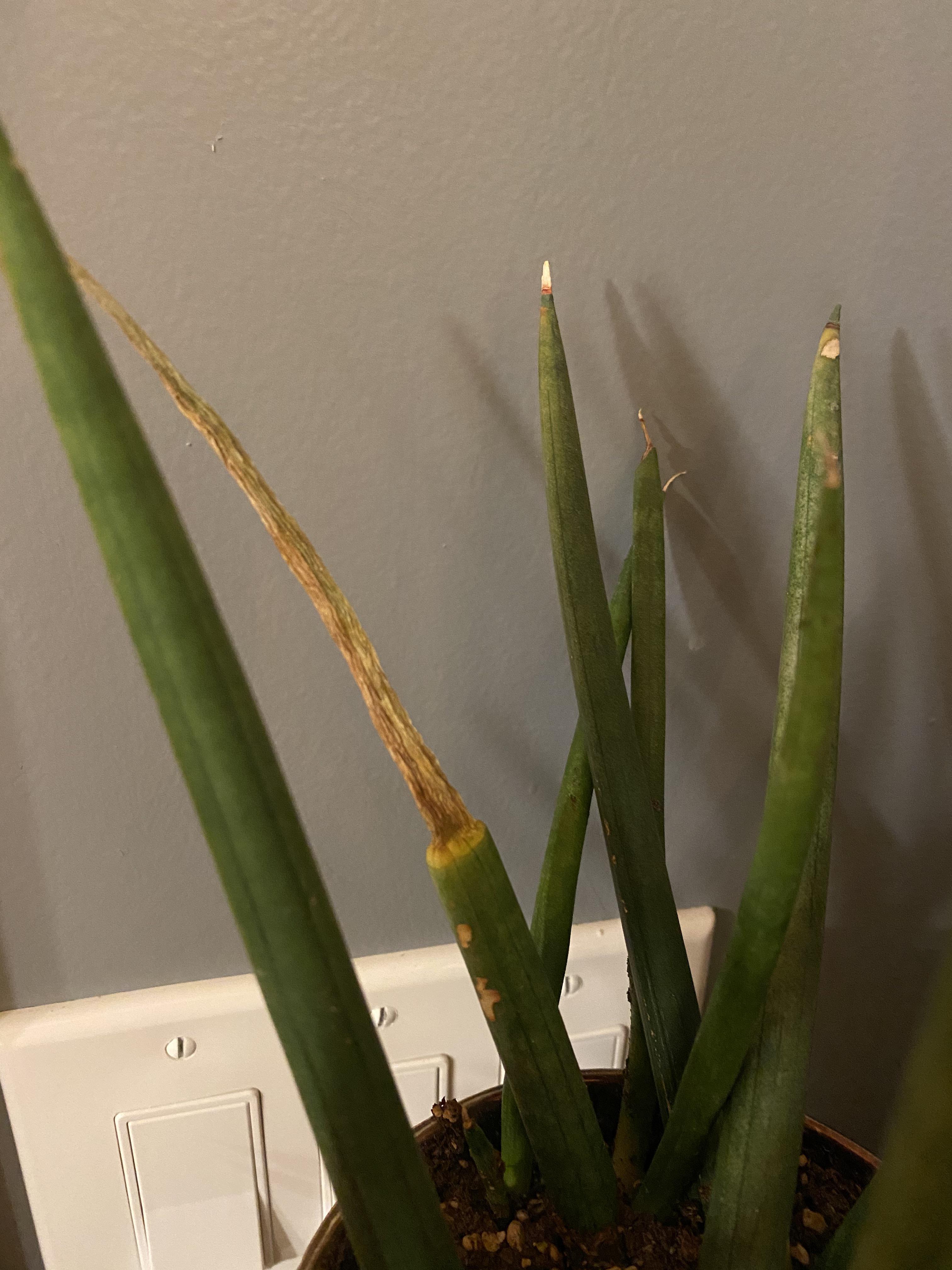 What is up with my cylindrical snake plant? About a week ago, this