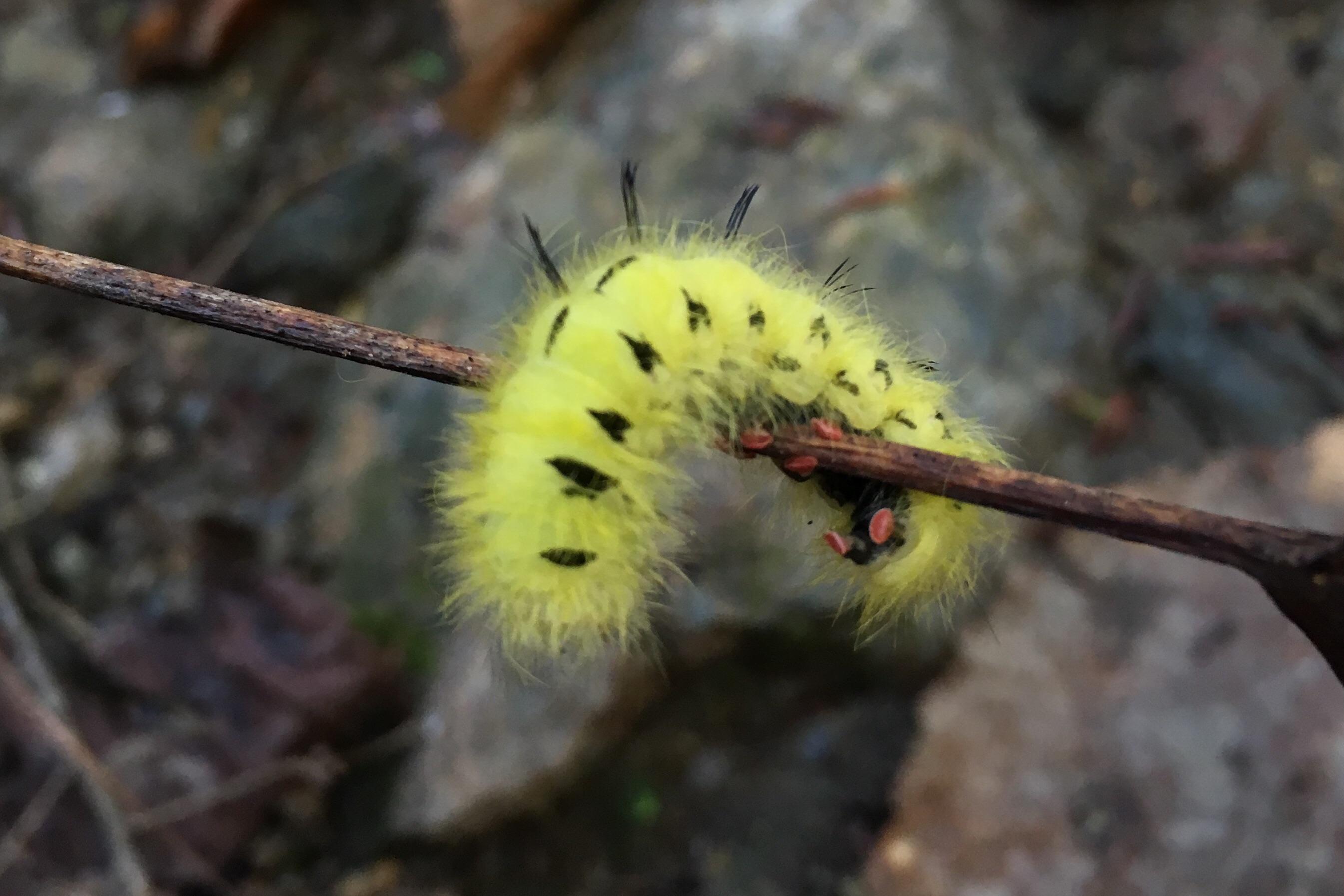What kind of caterpillar is this? Found in Murray County, GA whatsthisbug