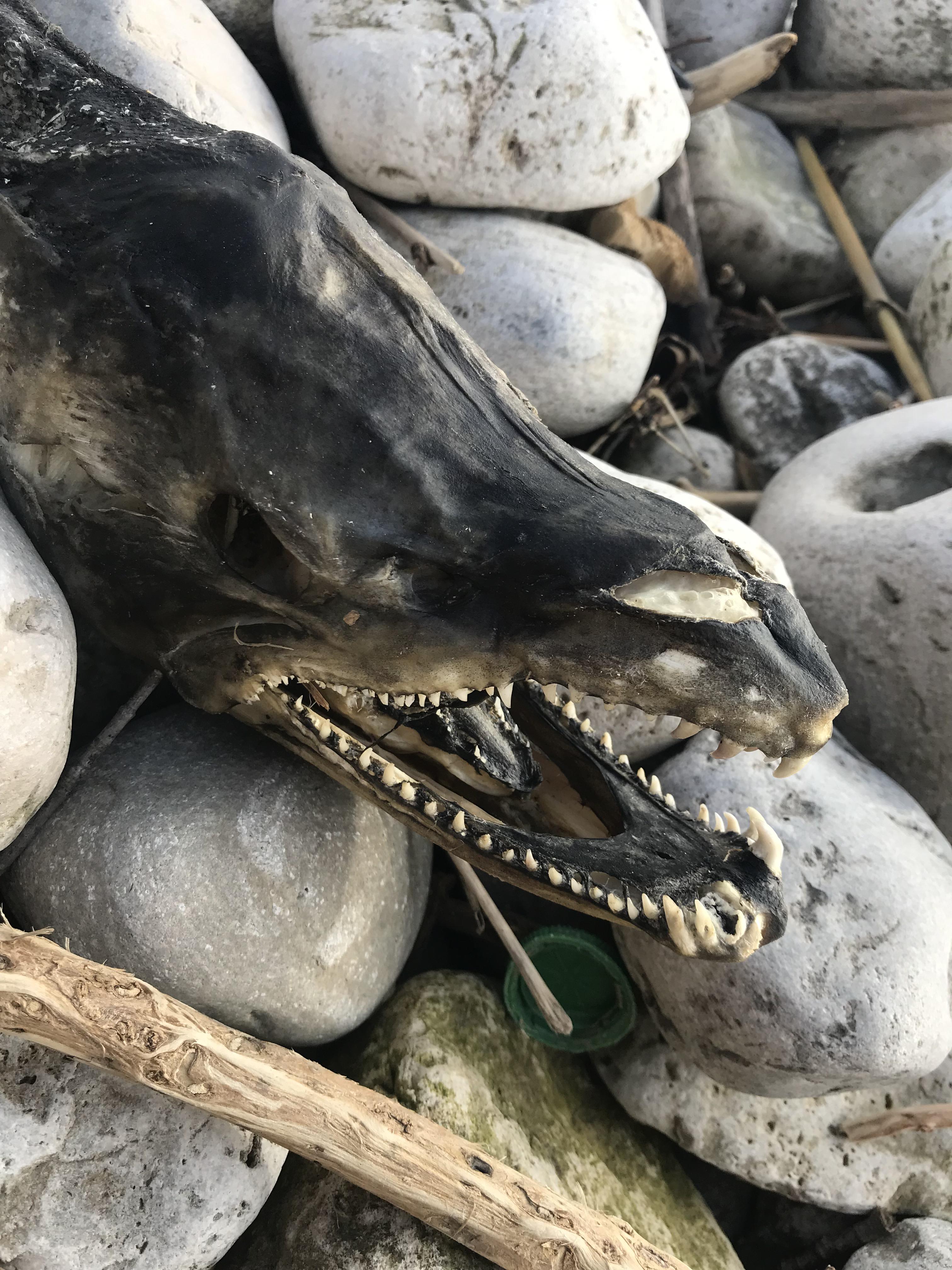 I found the remains of this fish at Lake Ontario (Toronto) anyone know