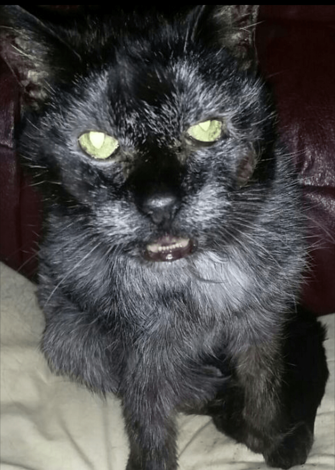 My black cat turned 22 today, she has turned grey but still has all her