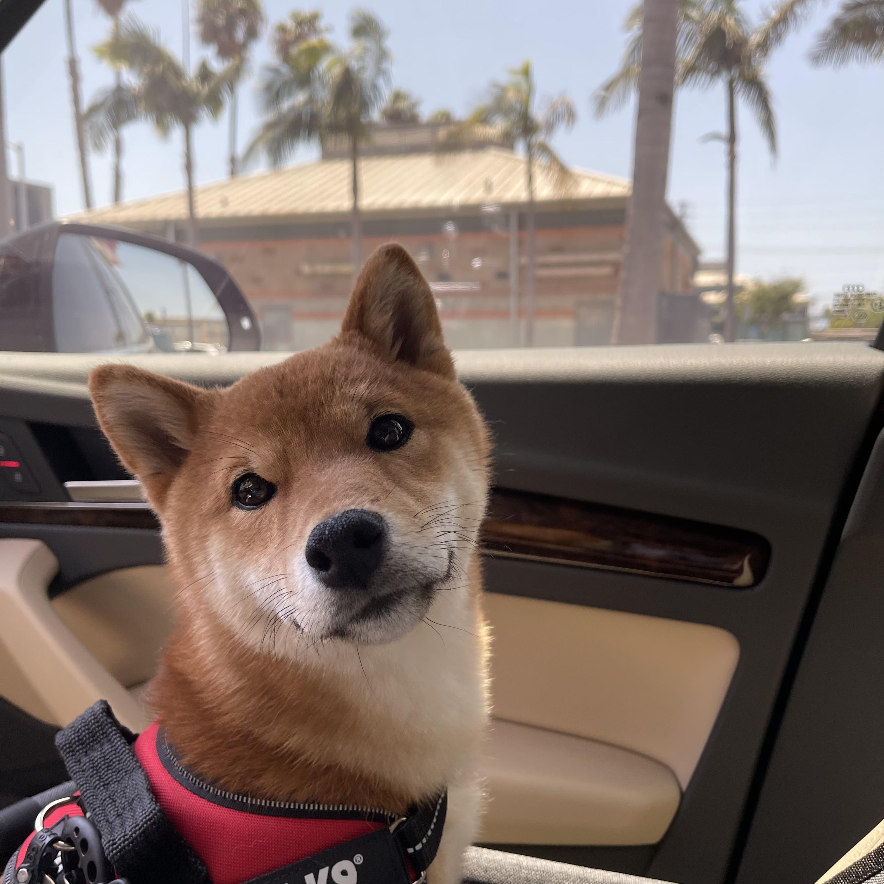 Crate training shiba