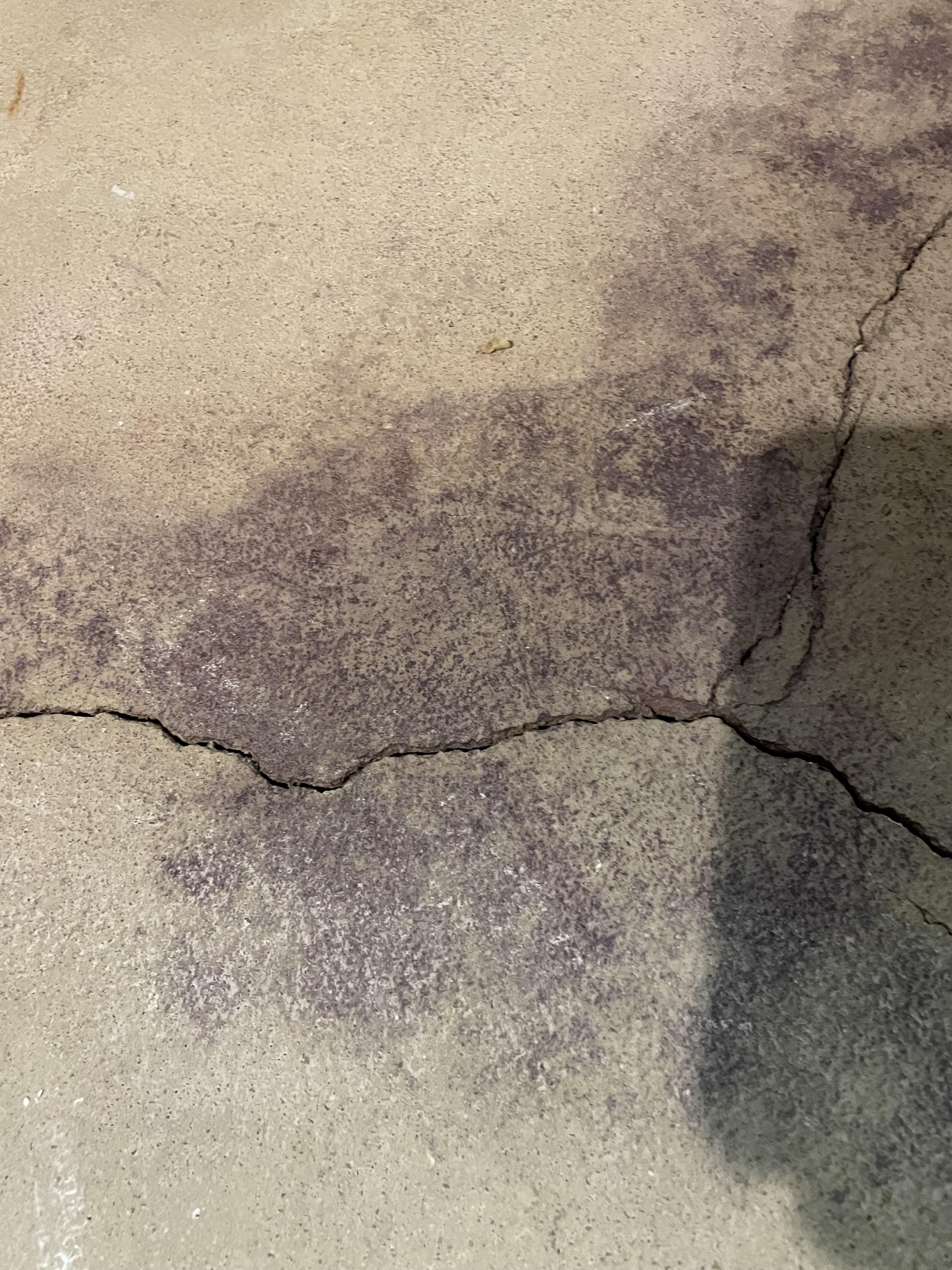 Any idea what kind of purple mold this is on basement floor? Can't seem