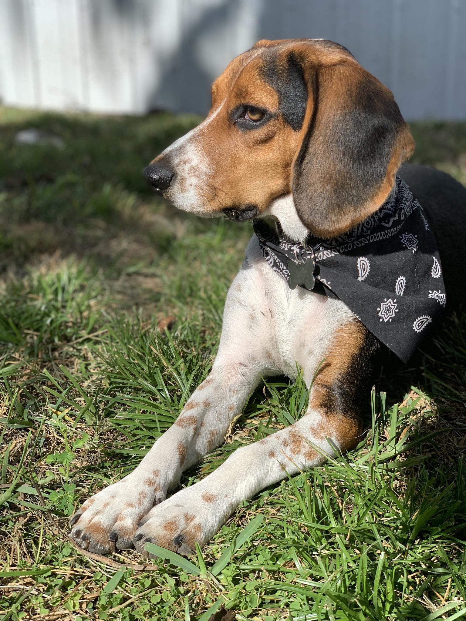 Does my dog look like a classic beagle? If it weren’t for his ear, I