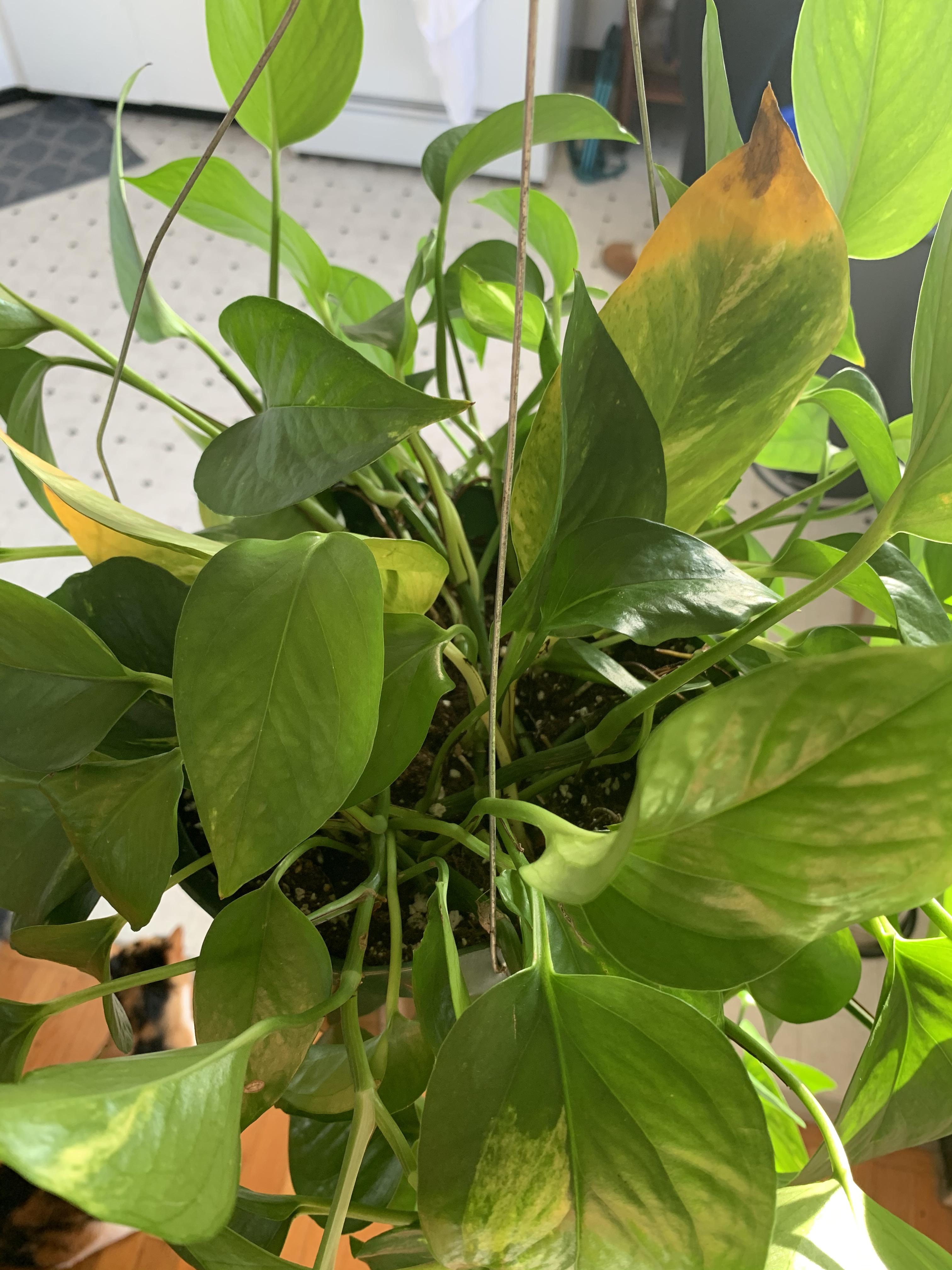 Is my Devil’s Ivy healthy off there are these yellow and discolored leaves? r/houseplants