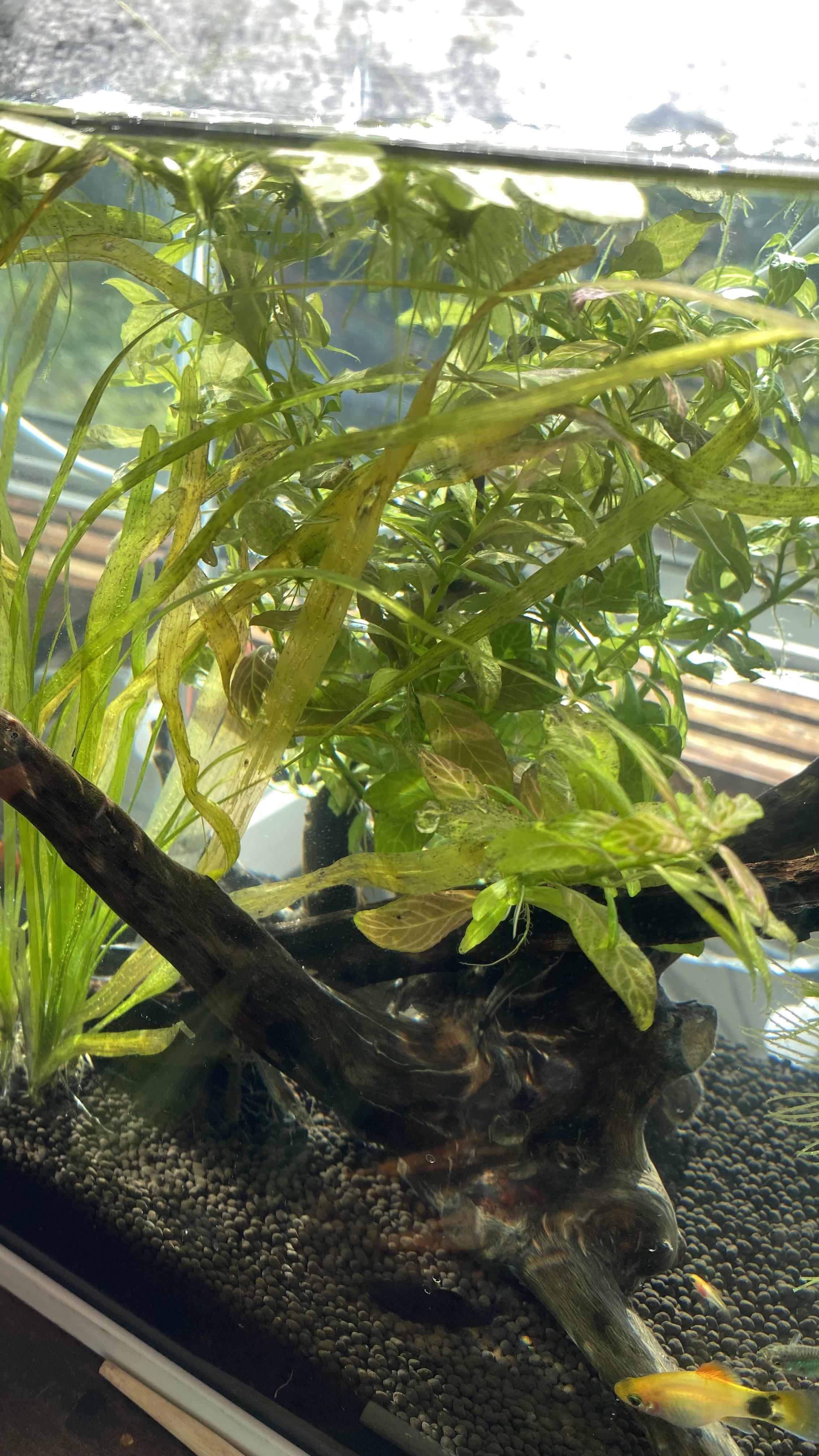 Help with my plants, why are there black marks, is it rotting? How can