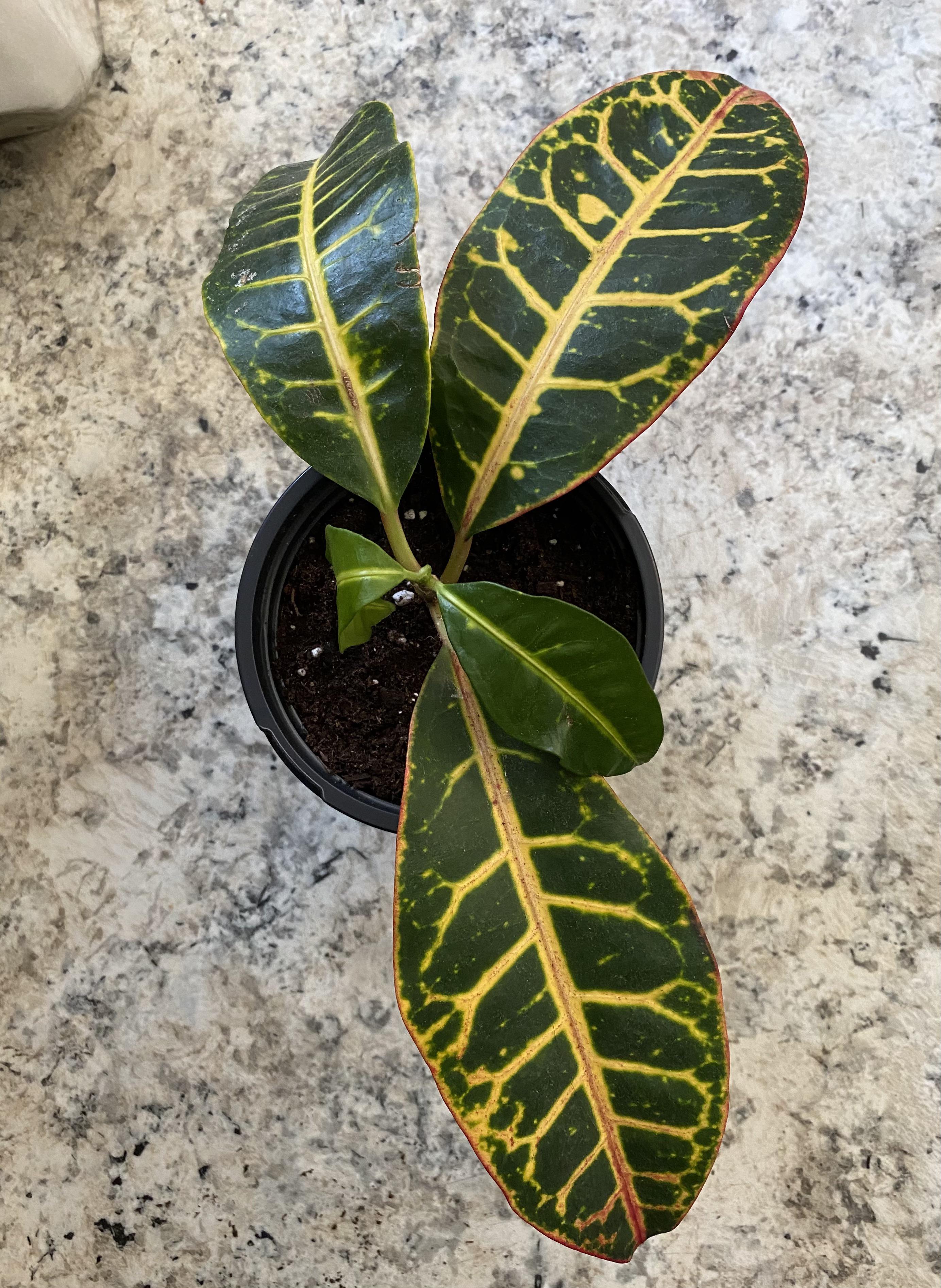 Help! Leaves drooping on my Croton r/houseplants