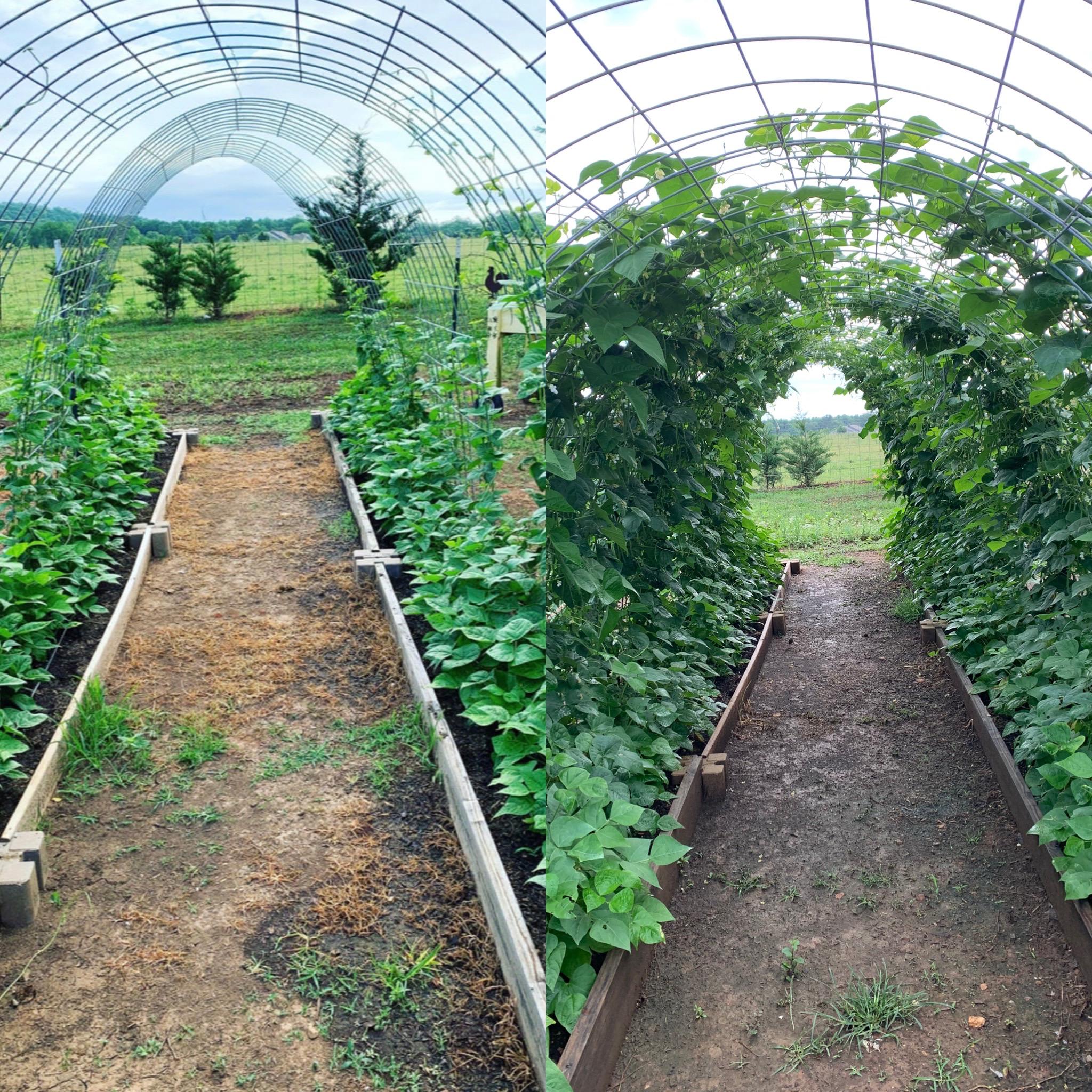 First time trying to grow green beans like this and it’s been a great