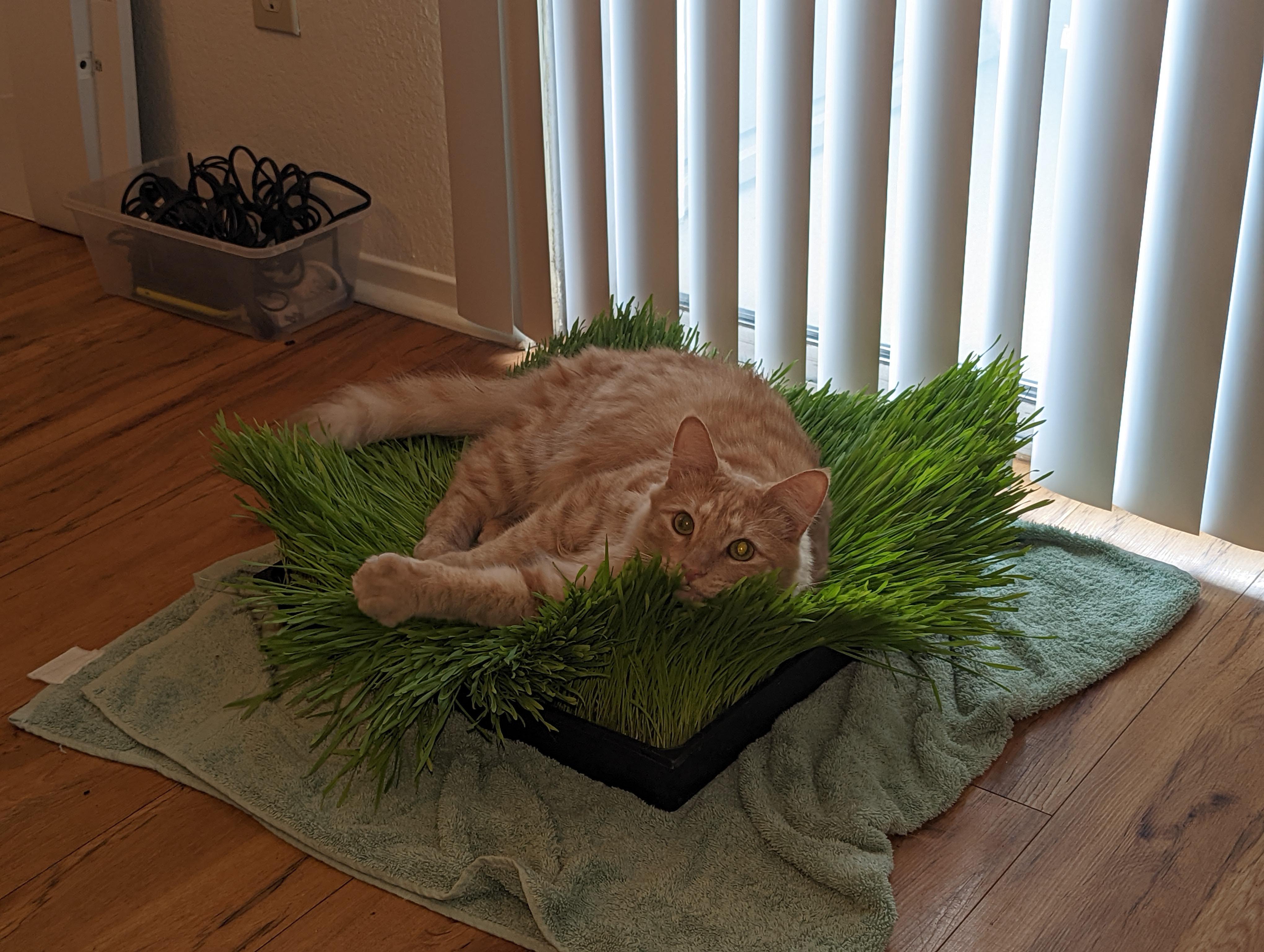 LPT for less than 2 tiny pots of cat grass from Petco you can get a