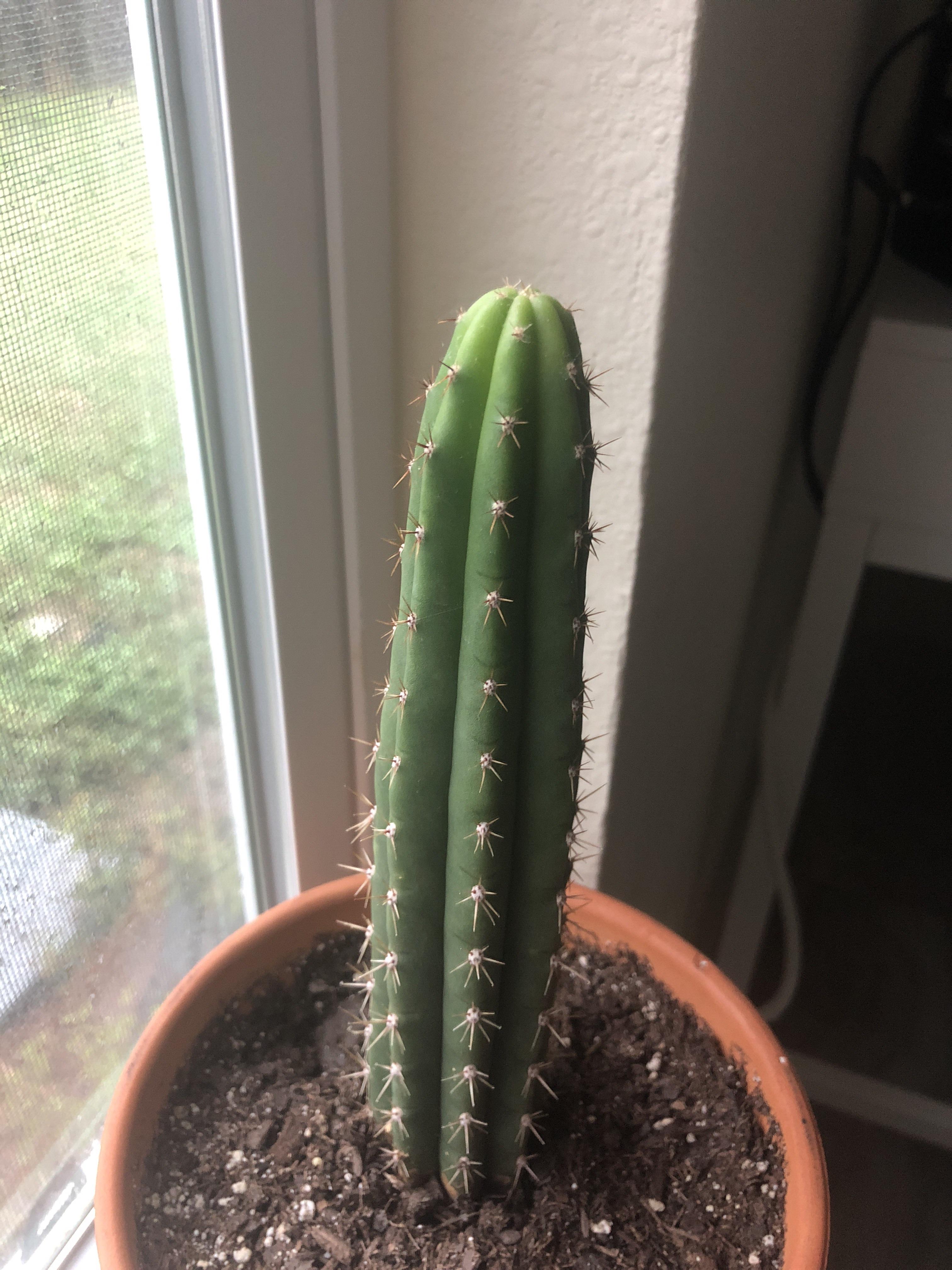Why does my cactus have a light green tip? r/houseplants