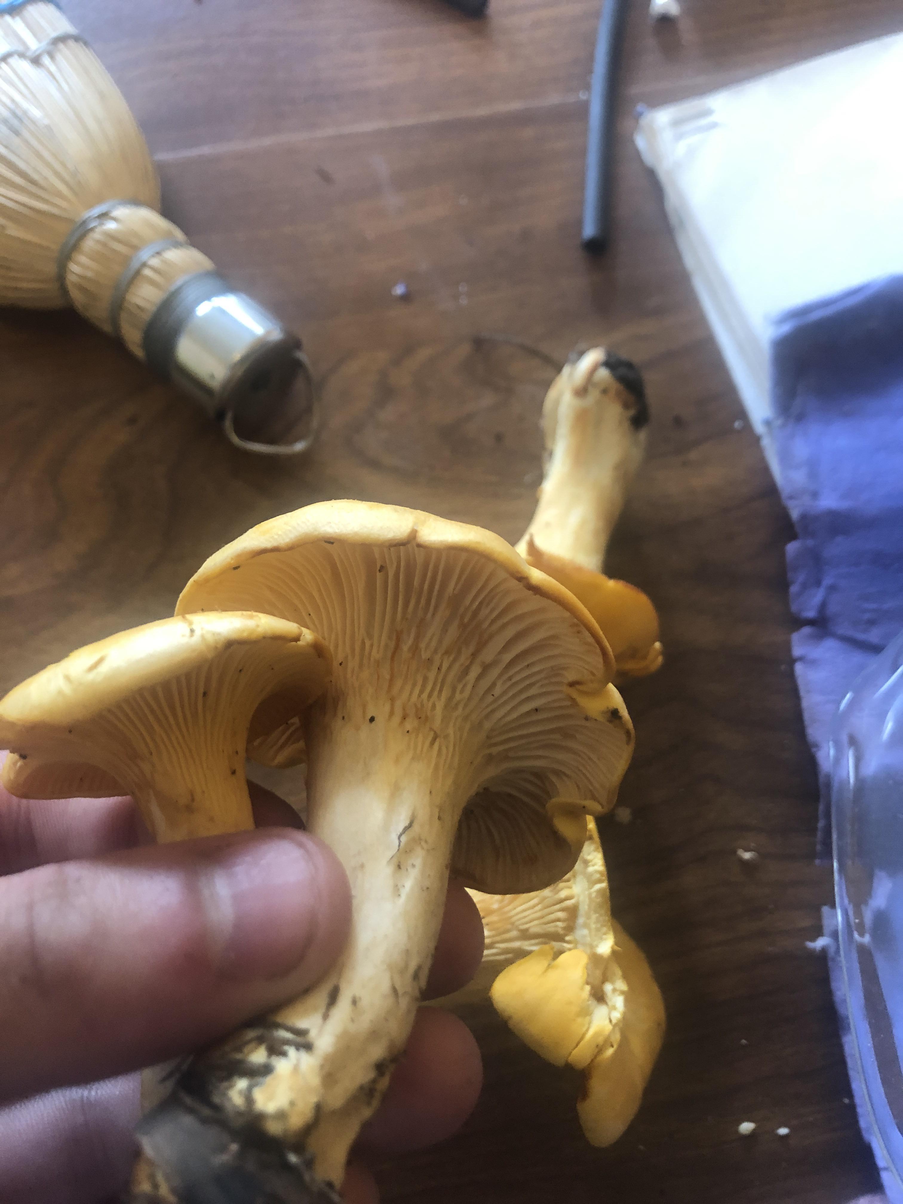Finally Chanterelle season in NY! r/mycology