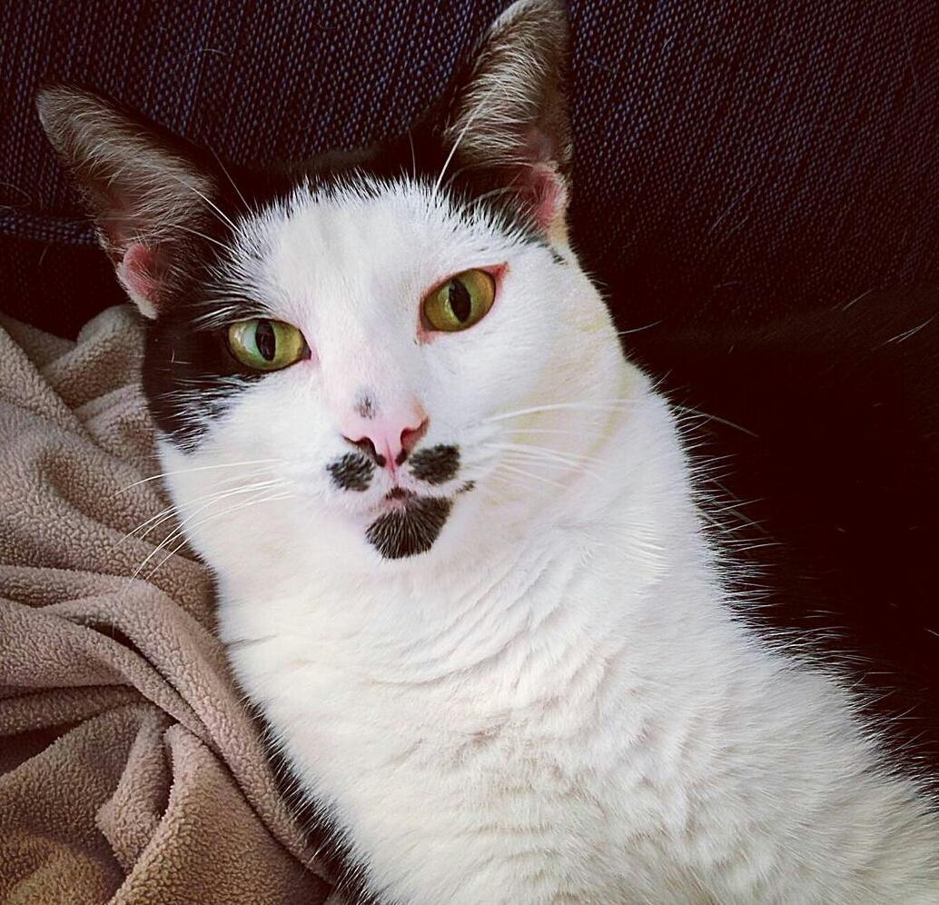 Sir Nibbler, to Reddit. cats